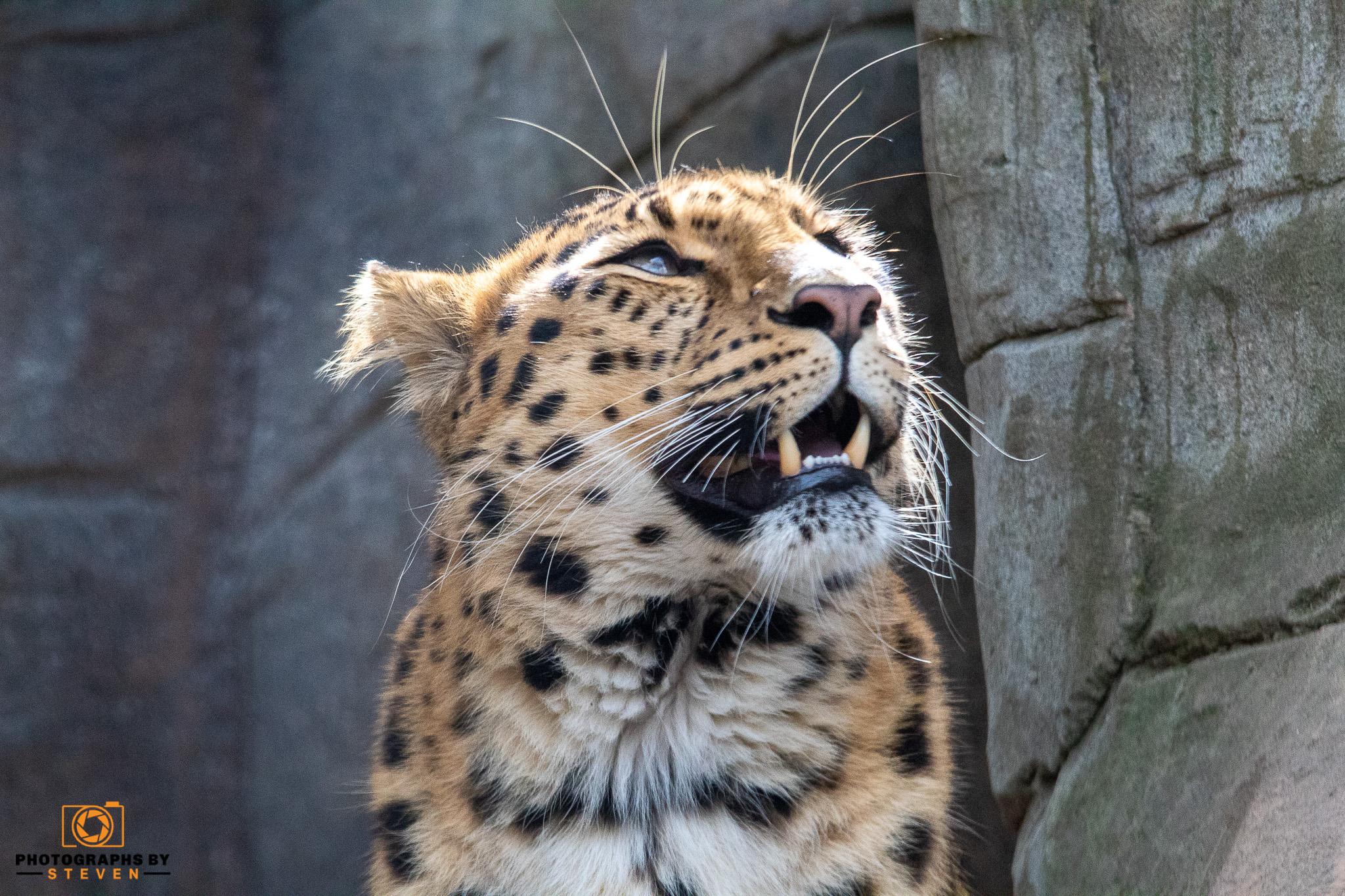 Colchester Zoo 5