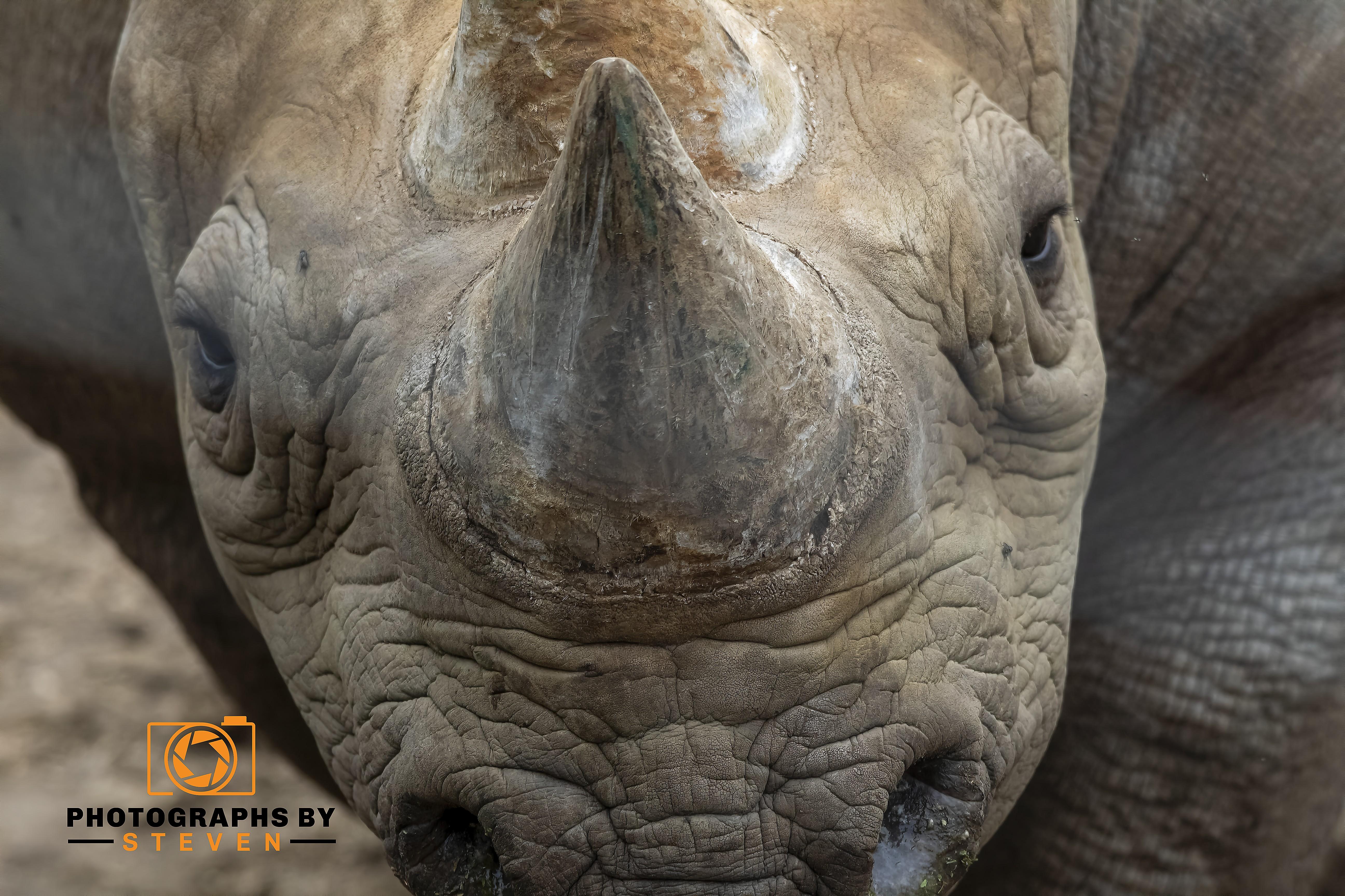 Rhino 1