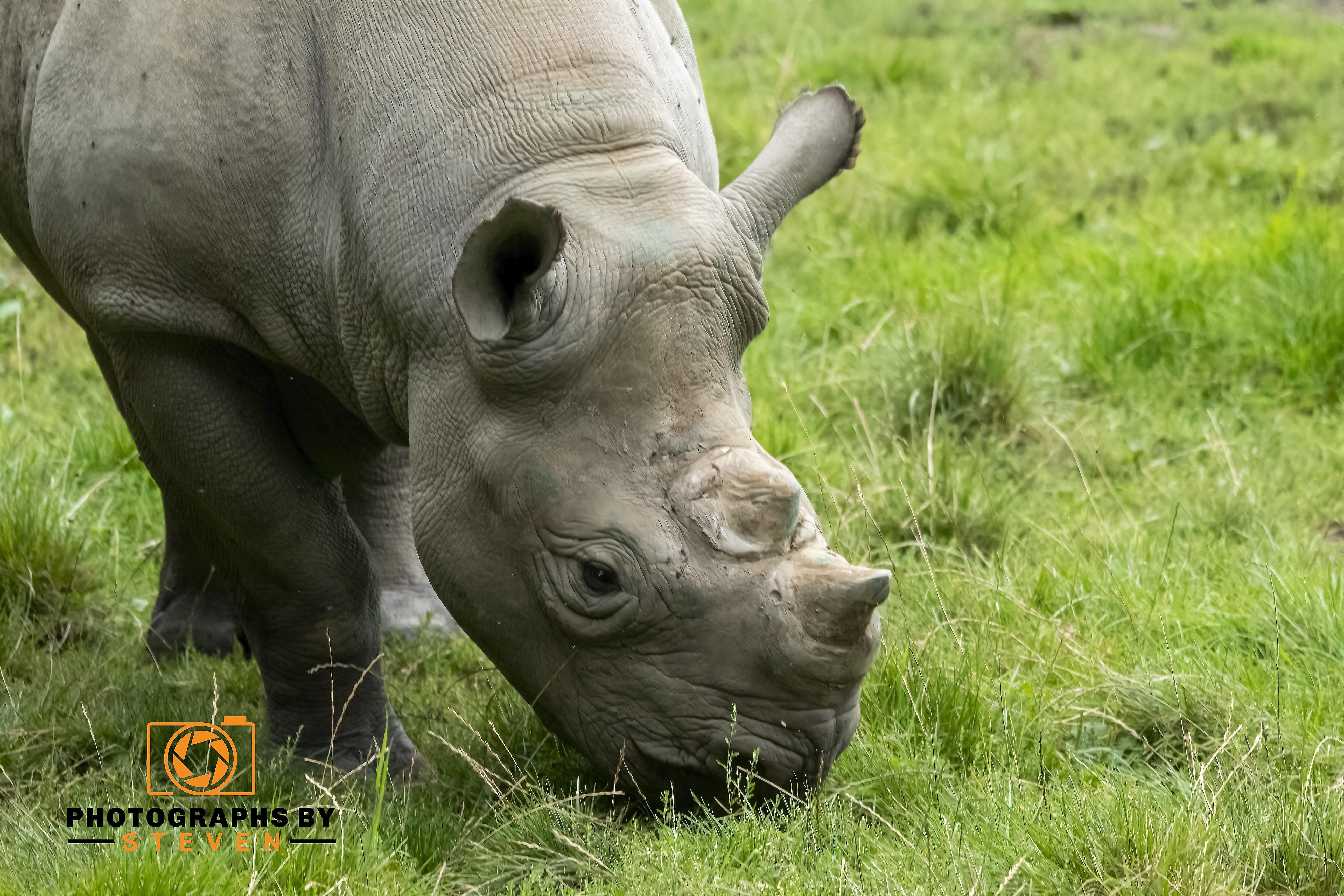 Rhino 2 4