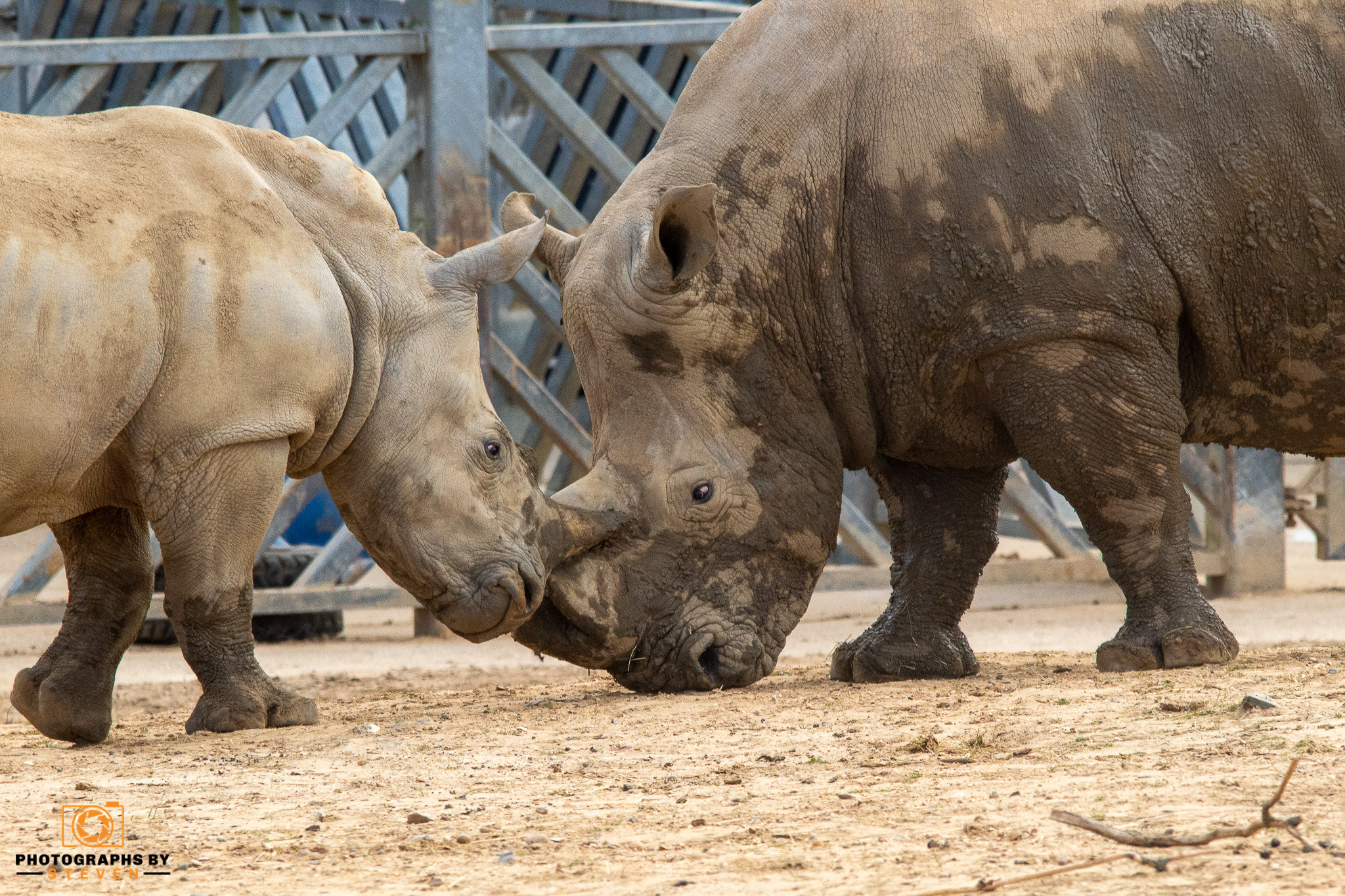 rhino — photograph by Steven