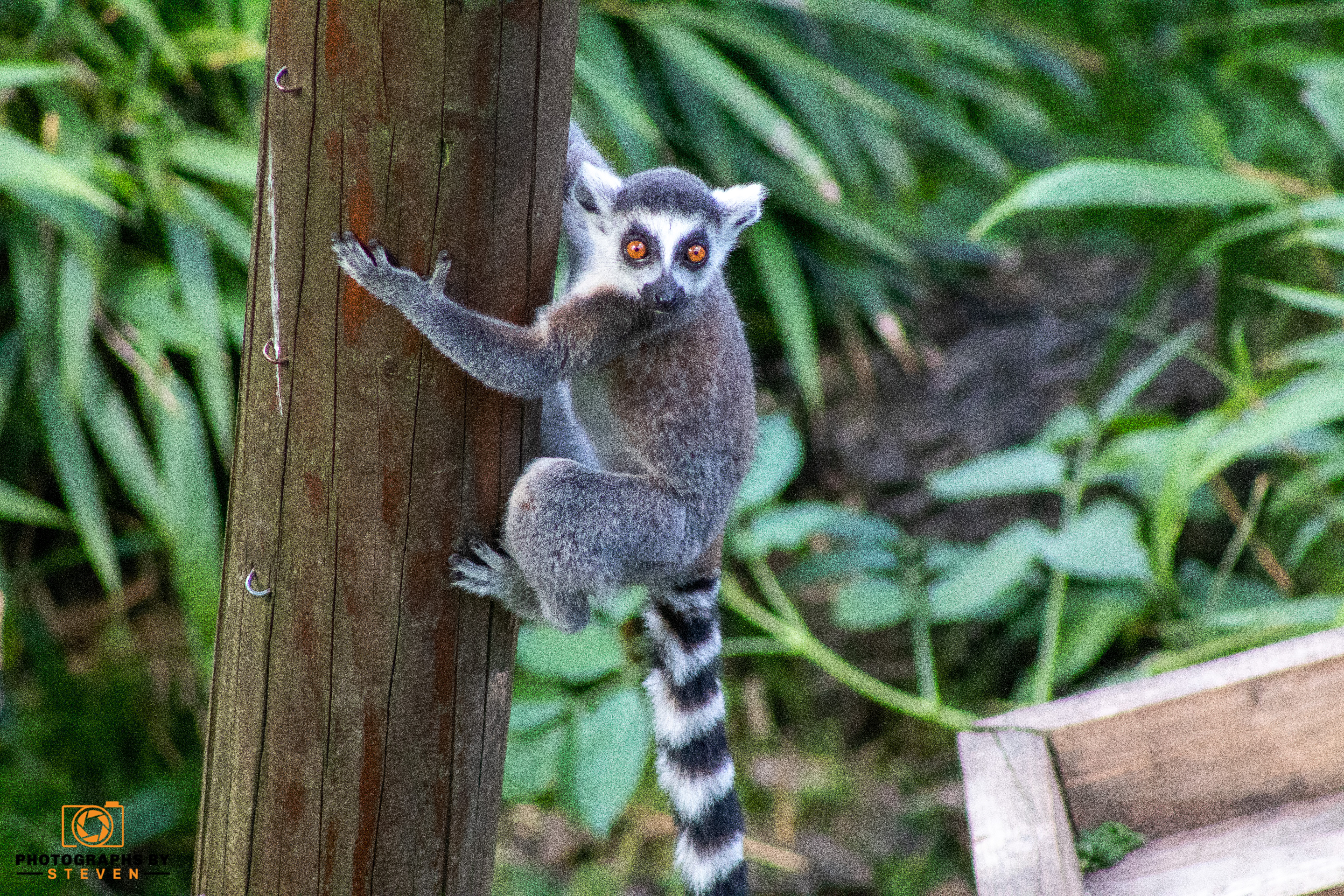 lemur — photograph by Steven