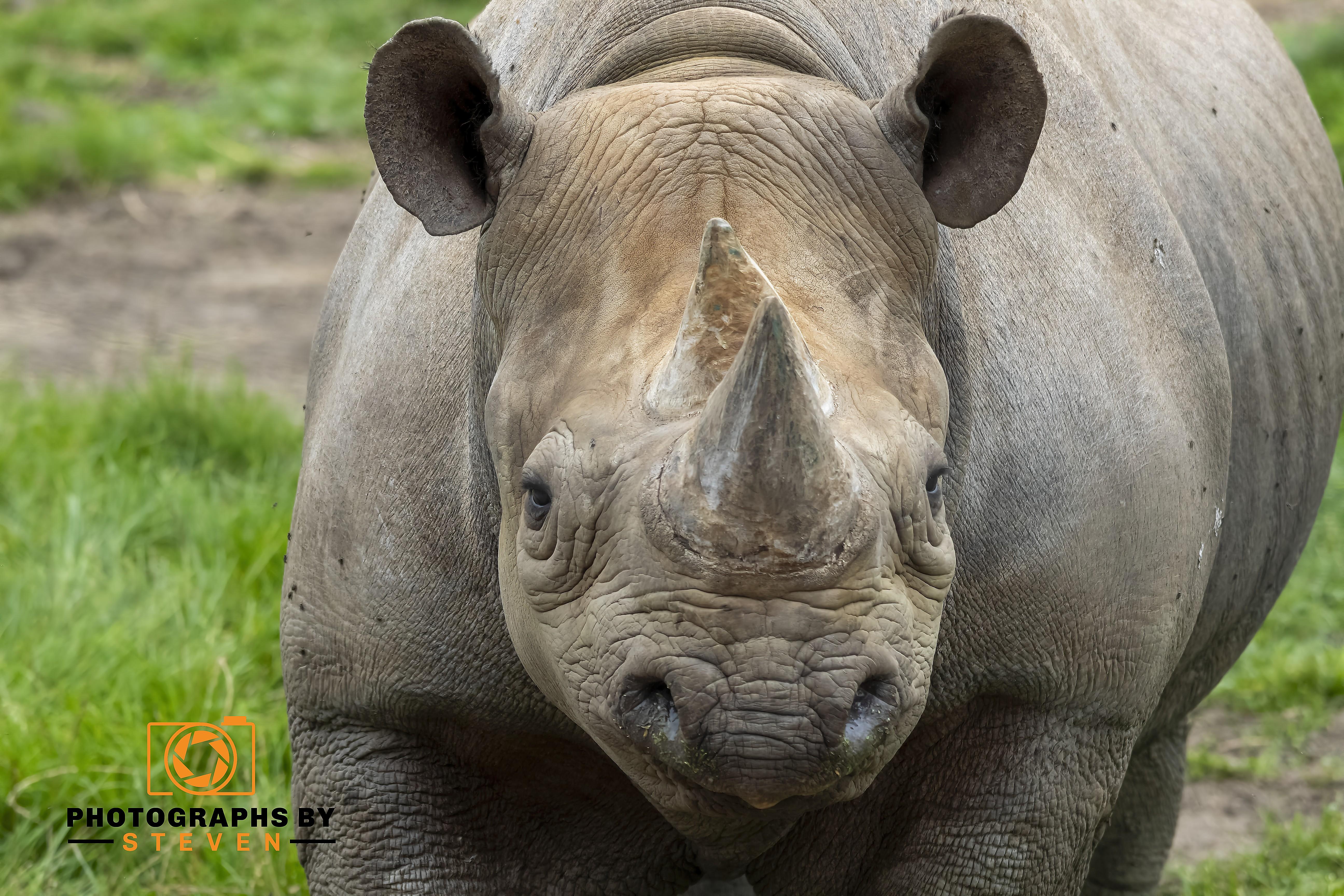 Rhino 2