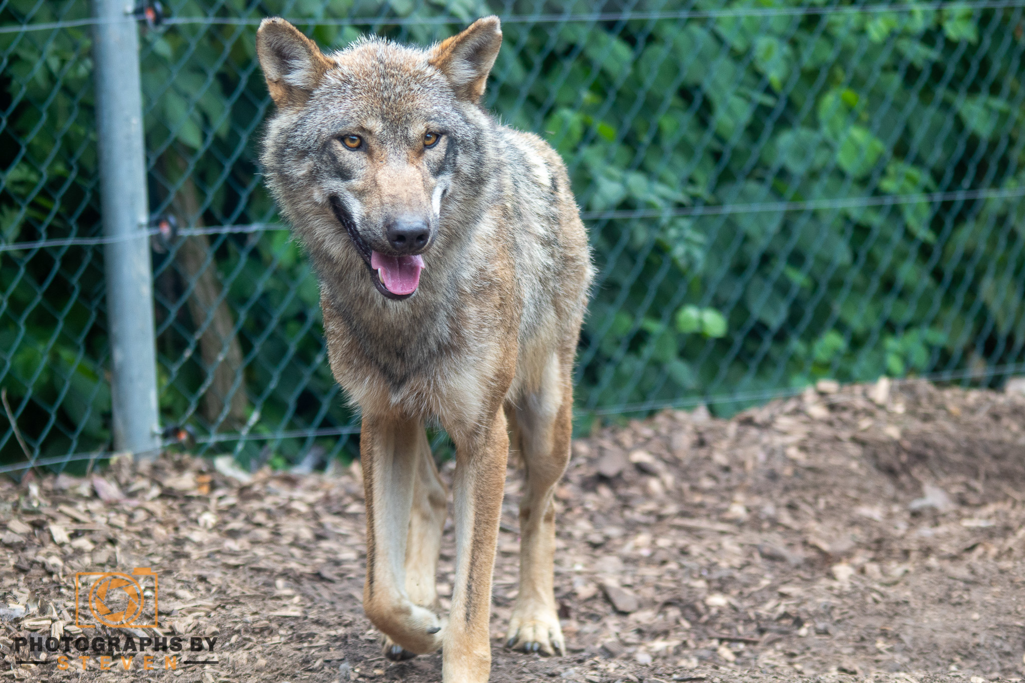 wolf — photograph by Steven
