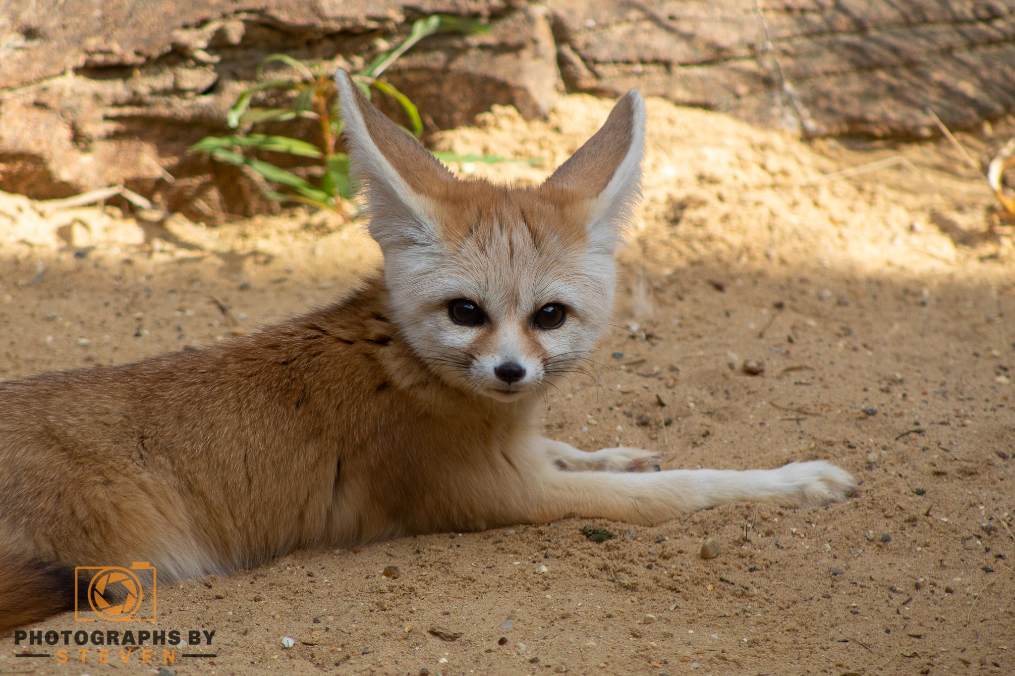fennec fox — photograph by Steven