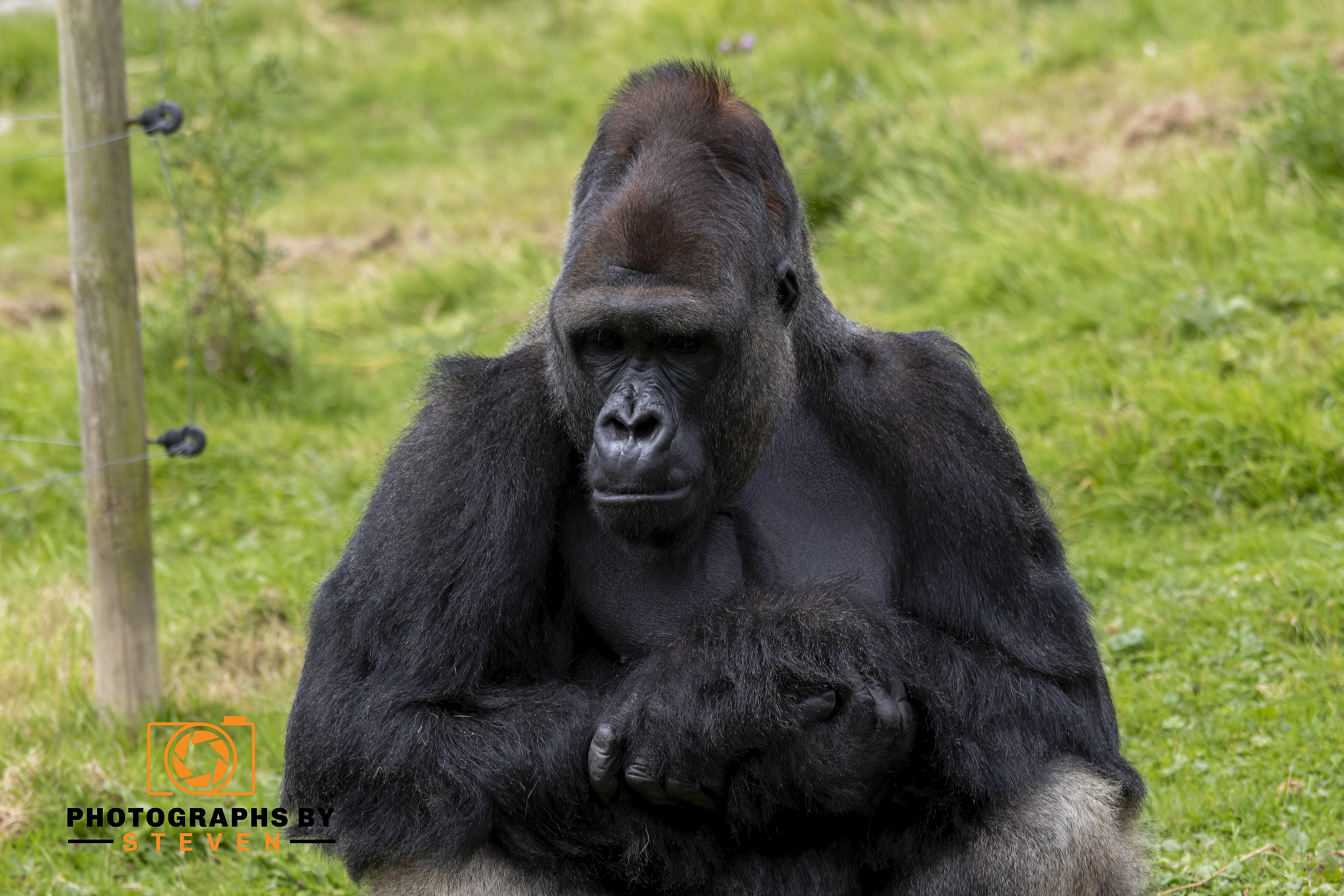 Gorilla 3