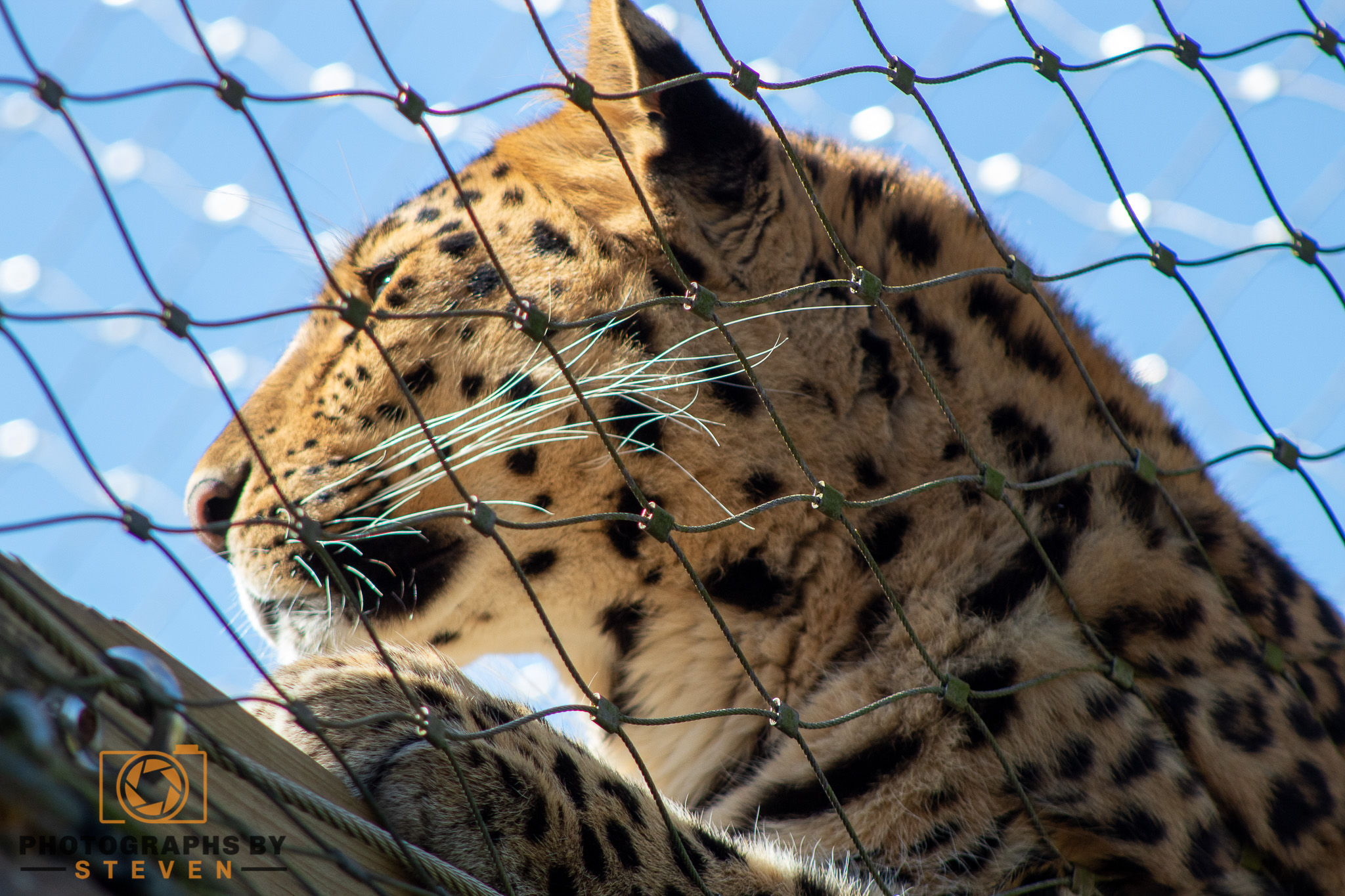 leopard — photograph by Steven