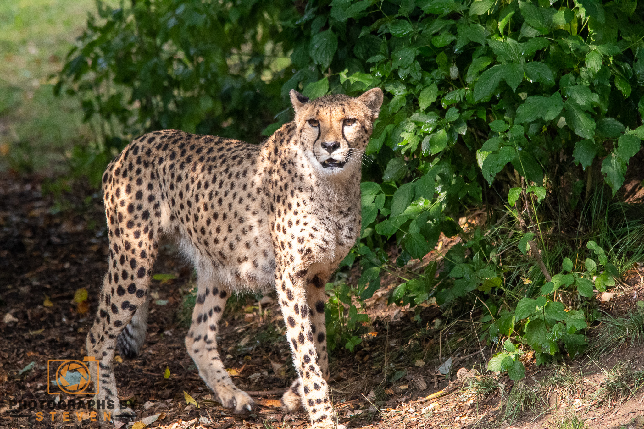 wildlife — photograph by Steven