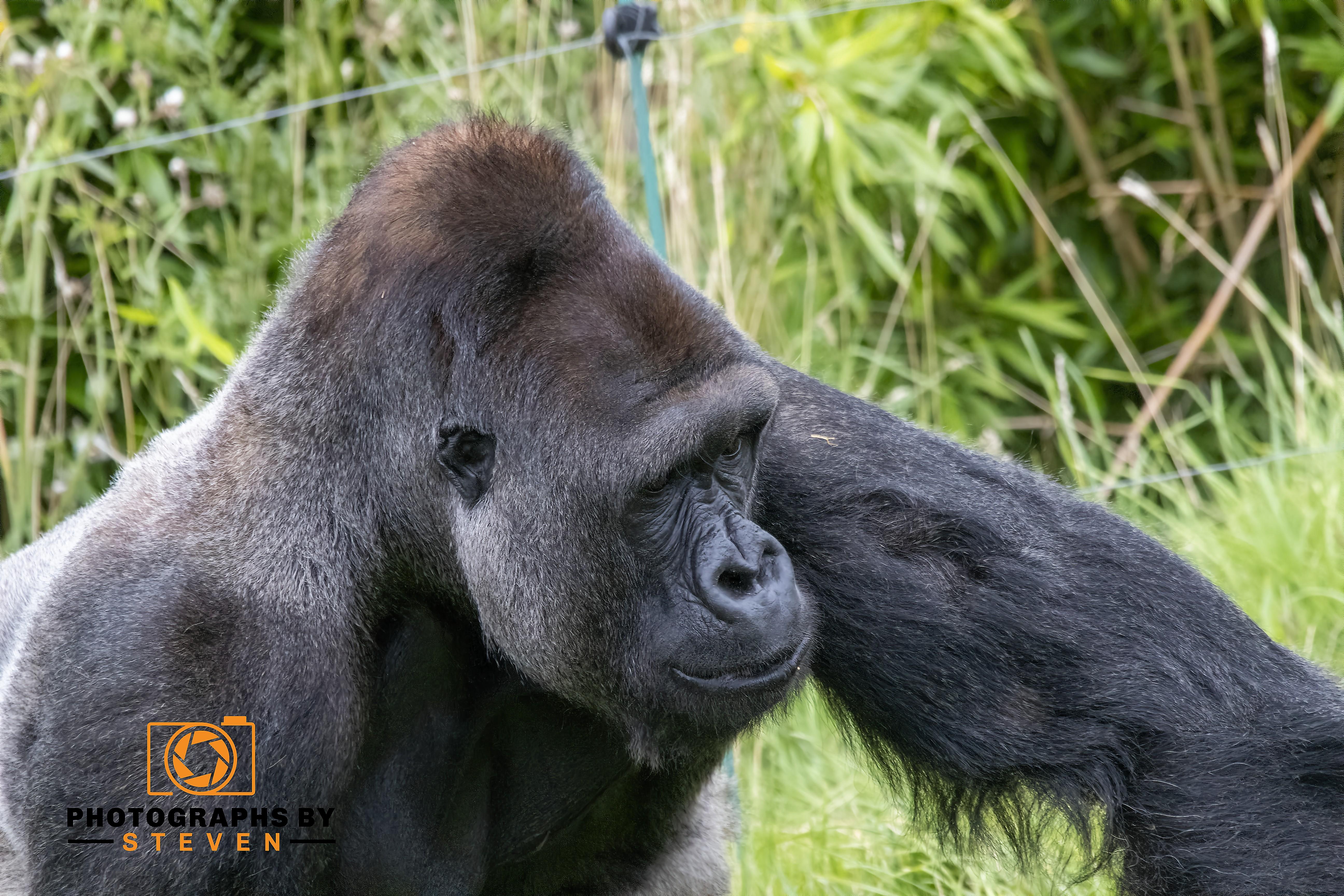 Gorilla 6
