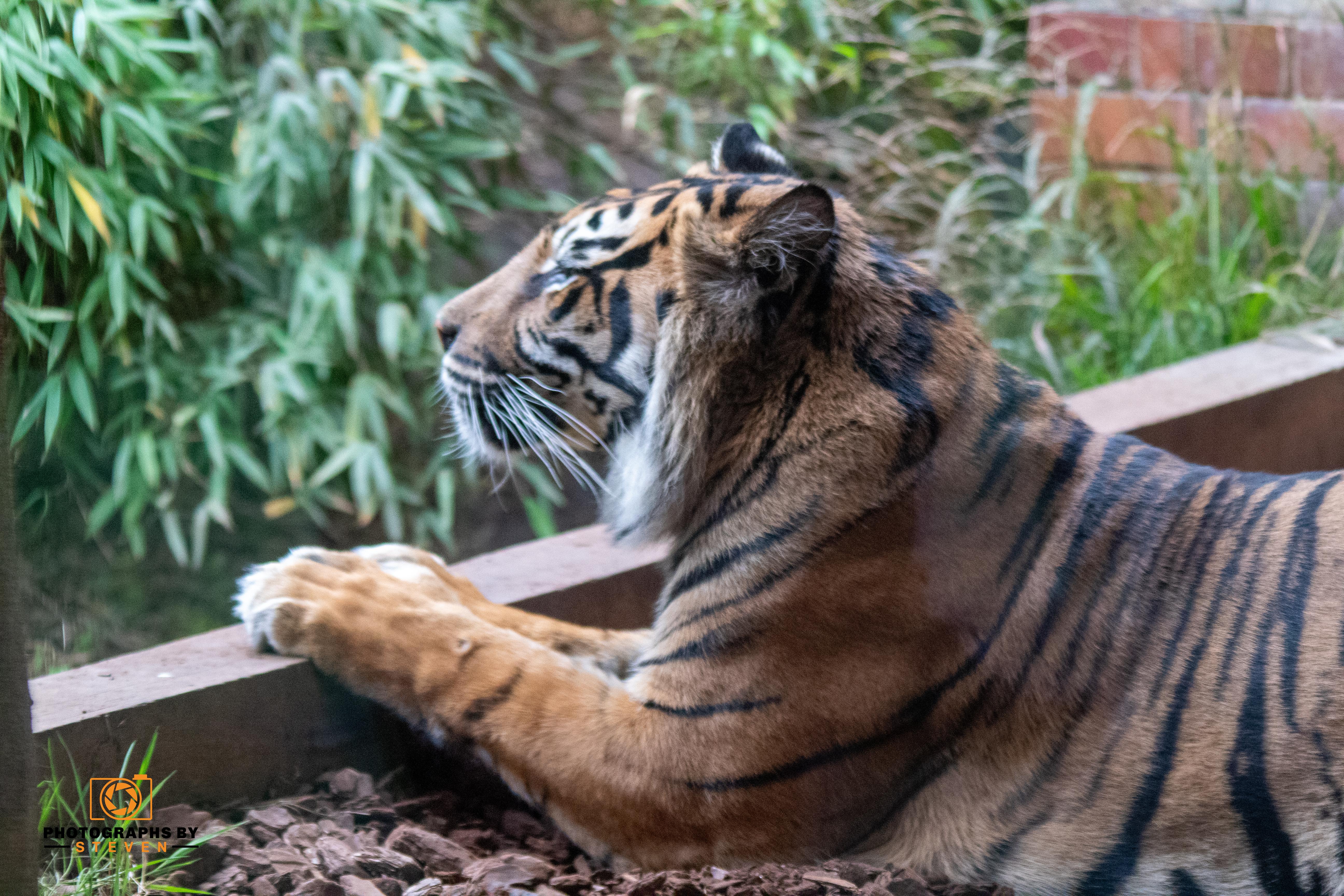 London Zoo 10112024 Watermark 113