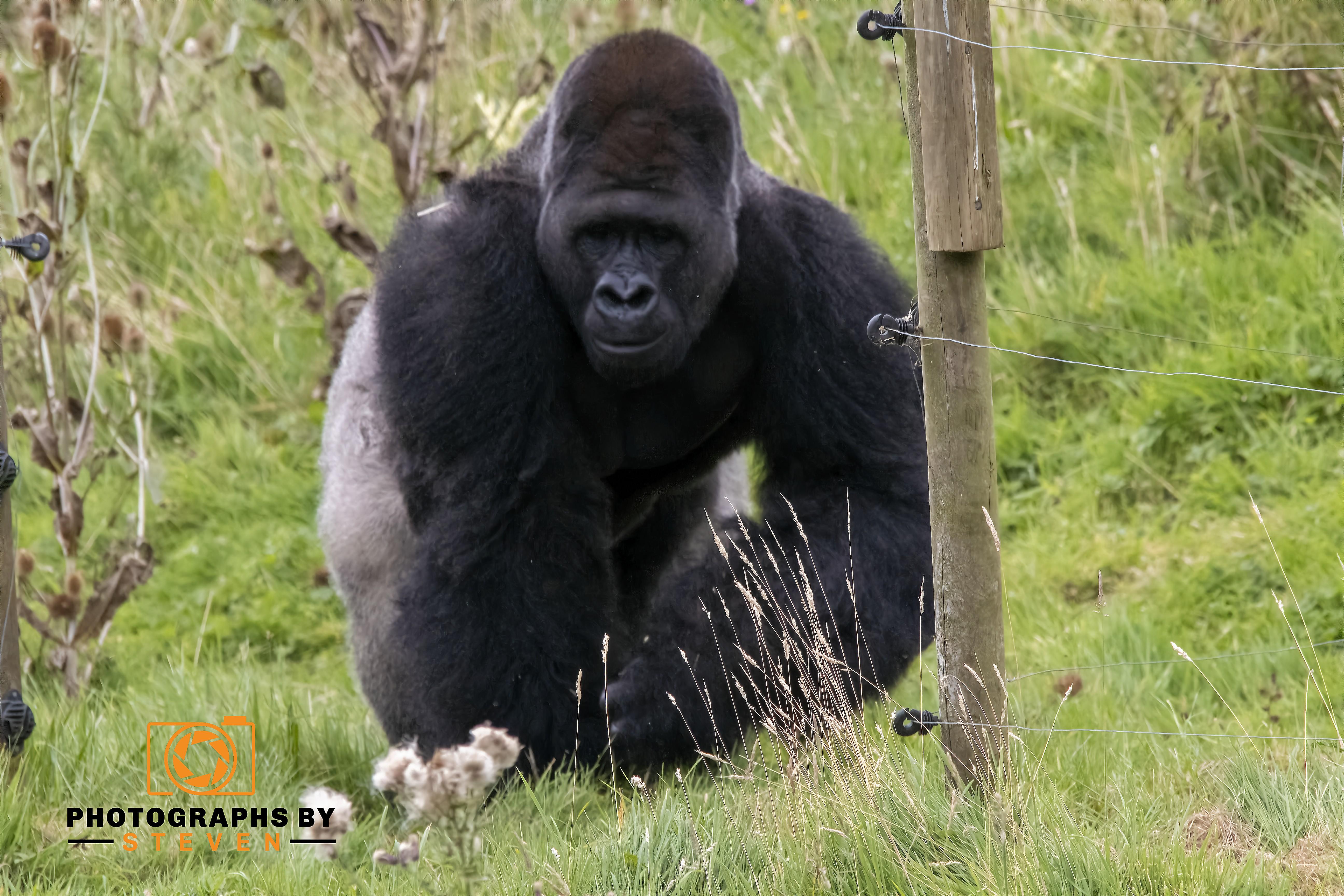 Gorilla 2