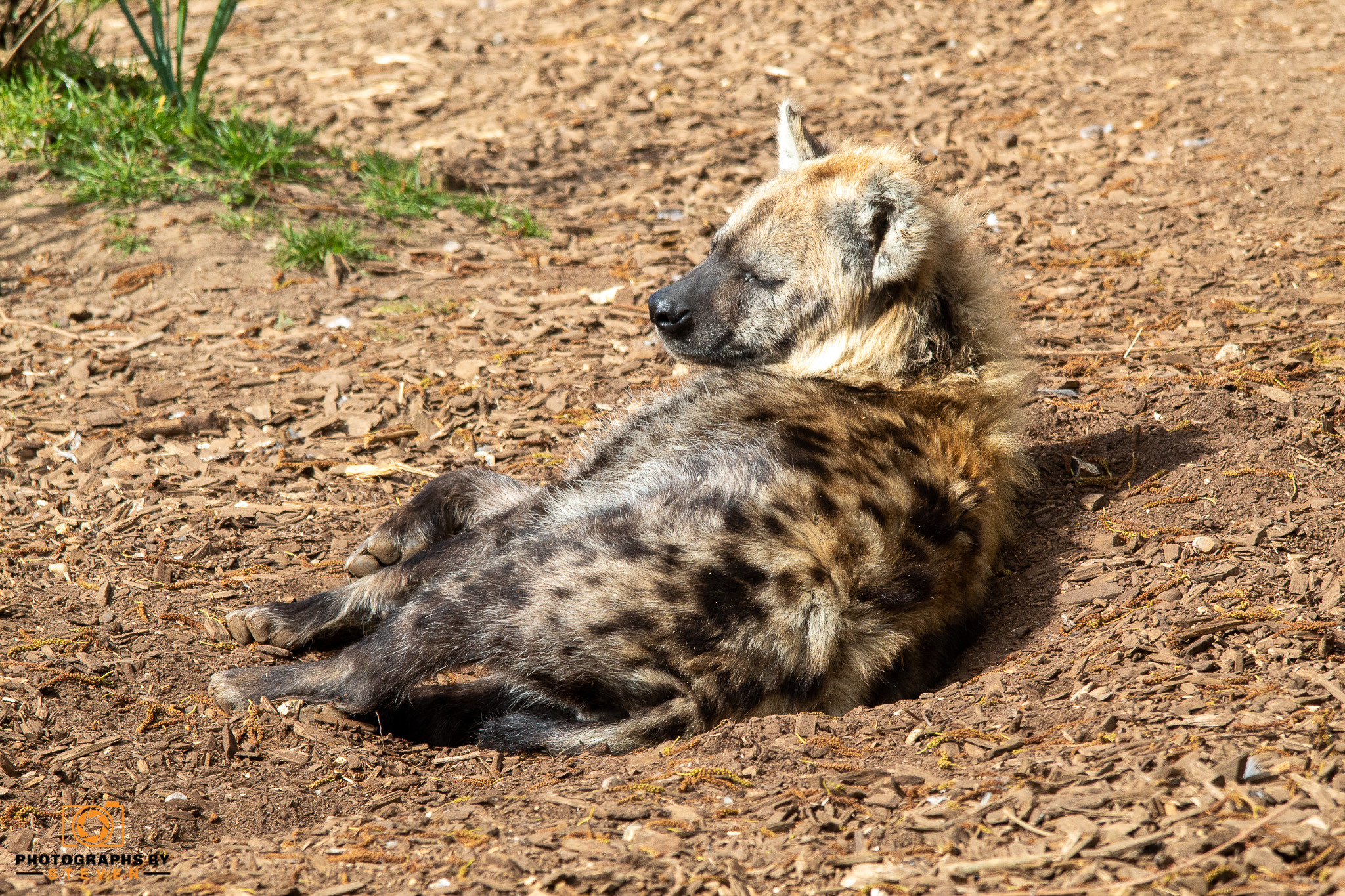 hyena — photograph by Steven