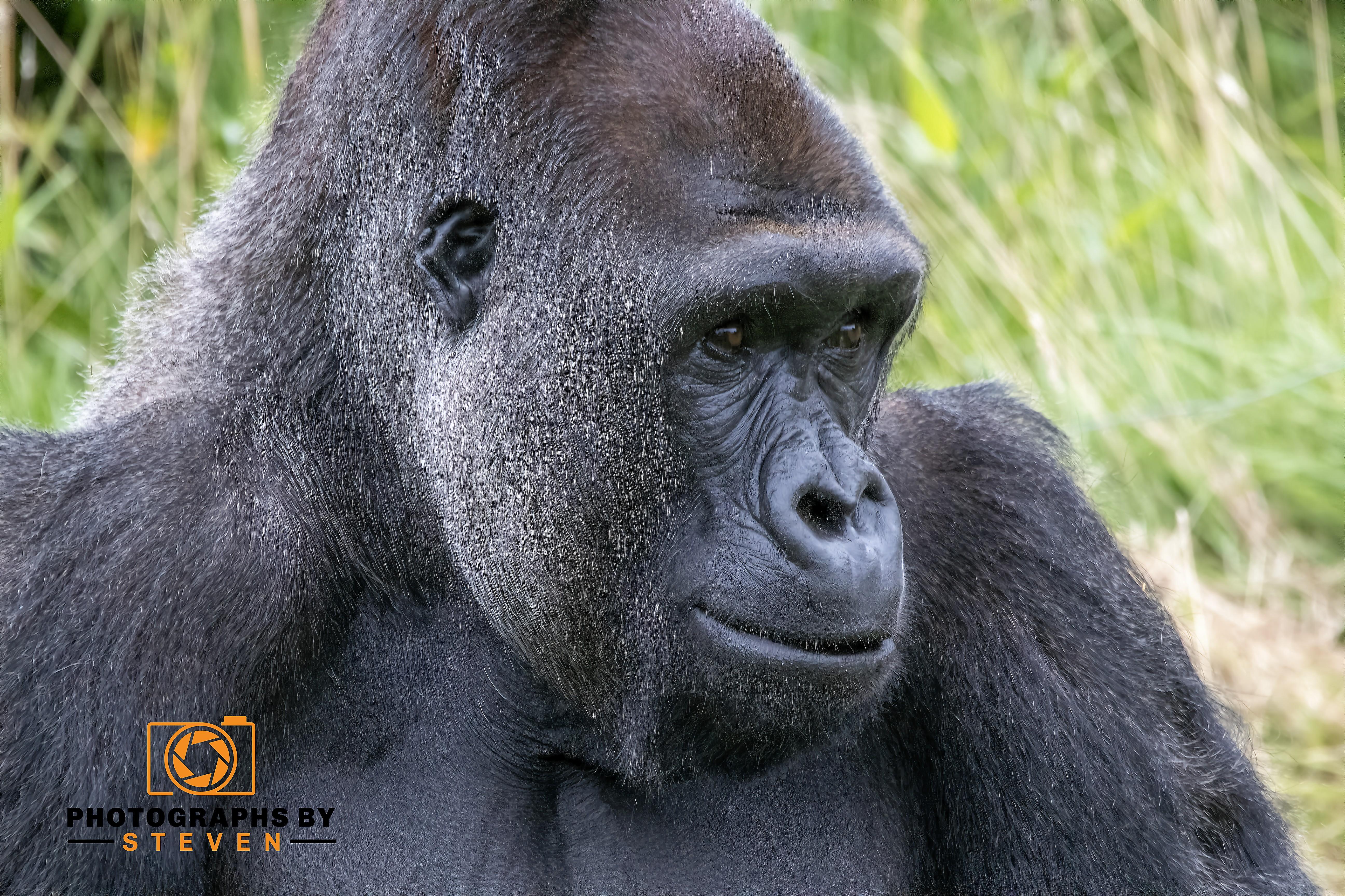 Gorilla 8