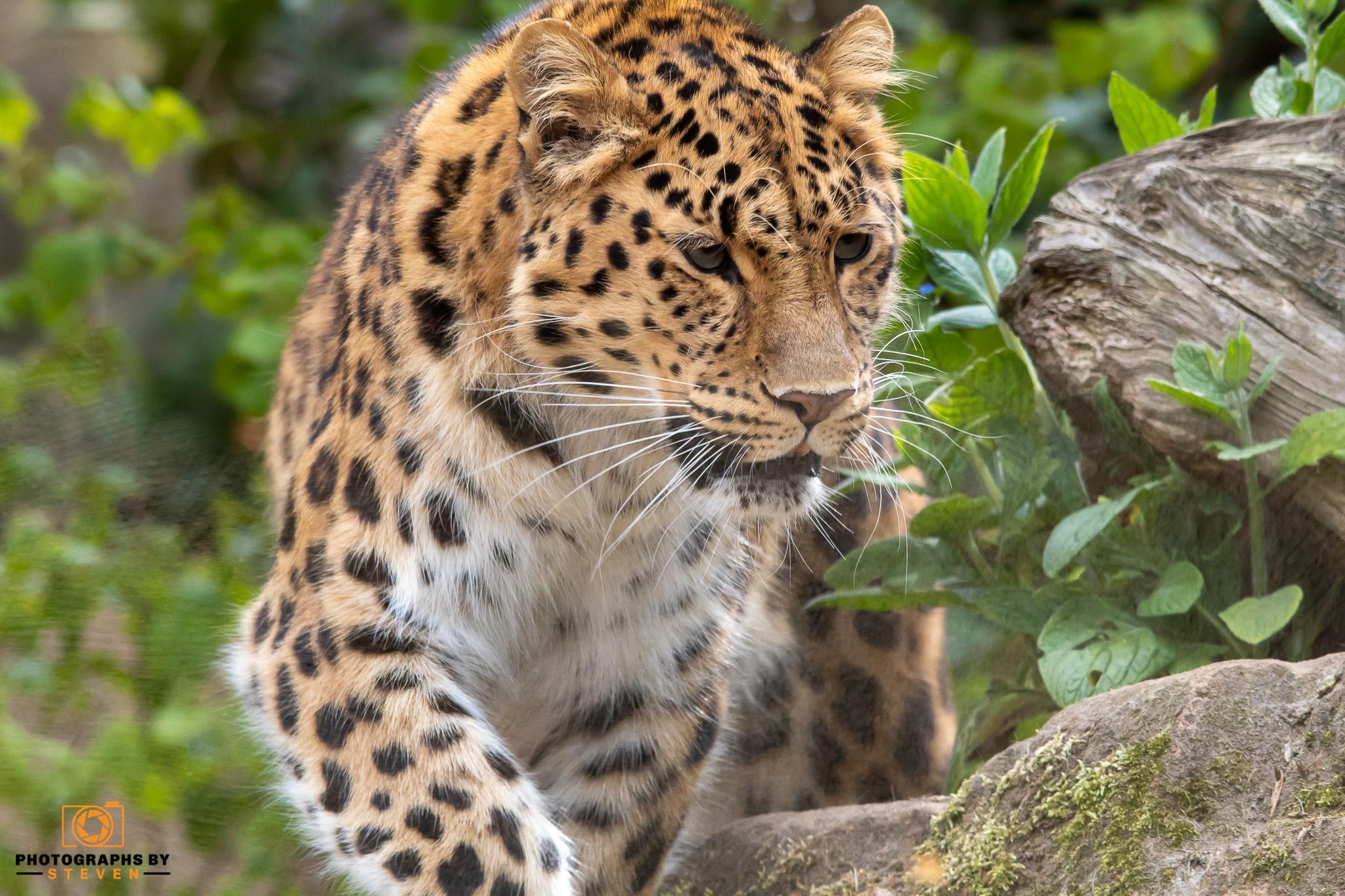 Colchester Zoo 3