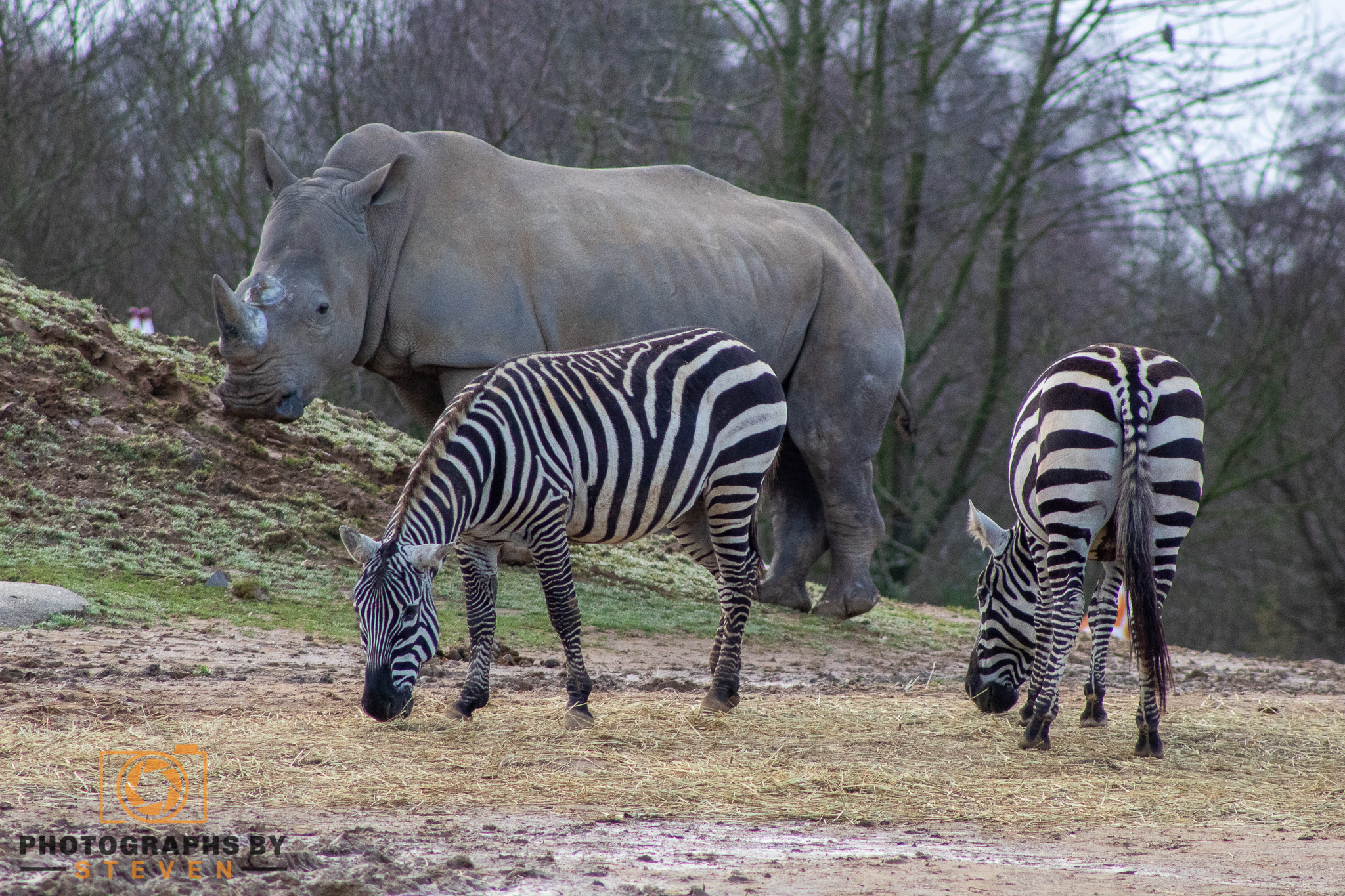 wildlife — photograph by Steven