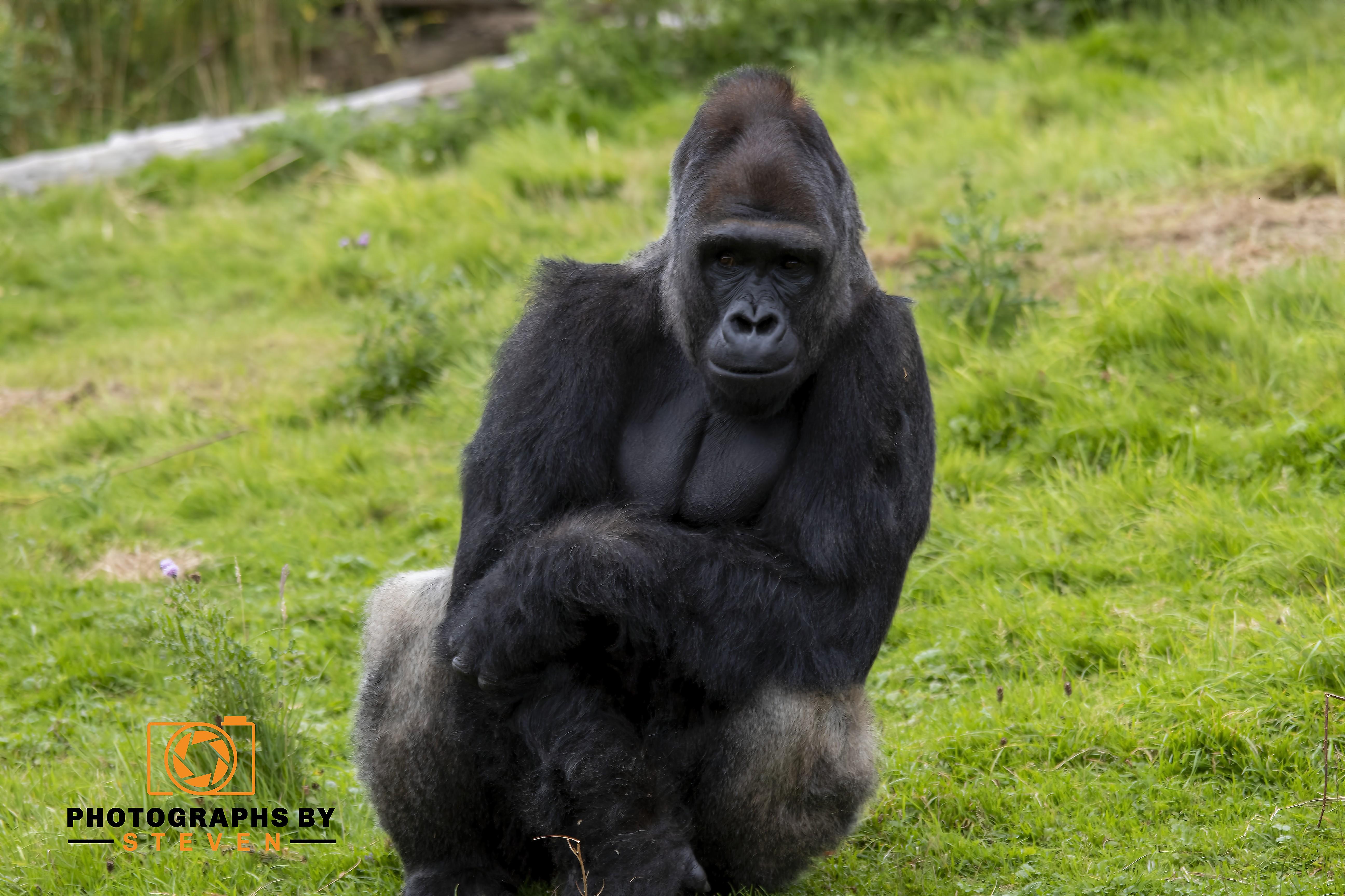 Gorilla 7