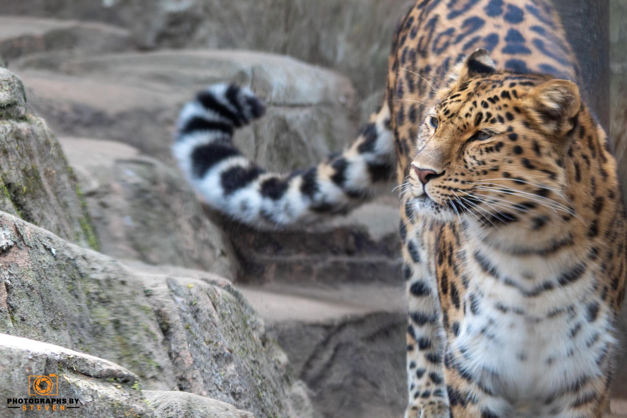 Colchester Zoo 6