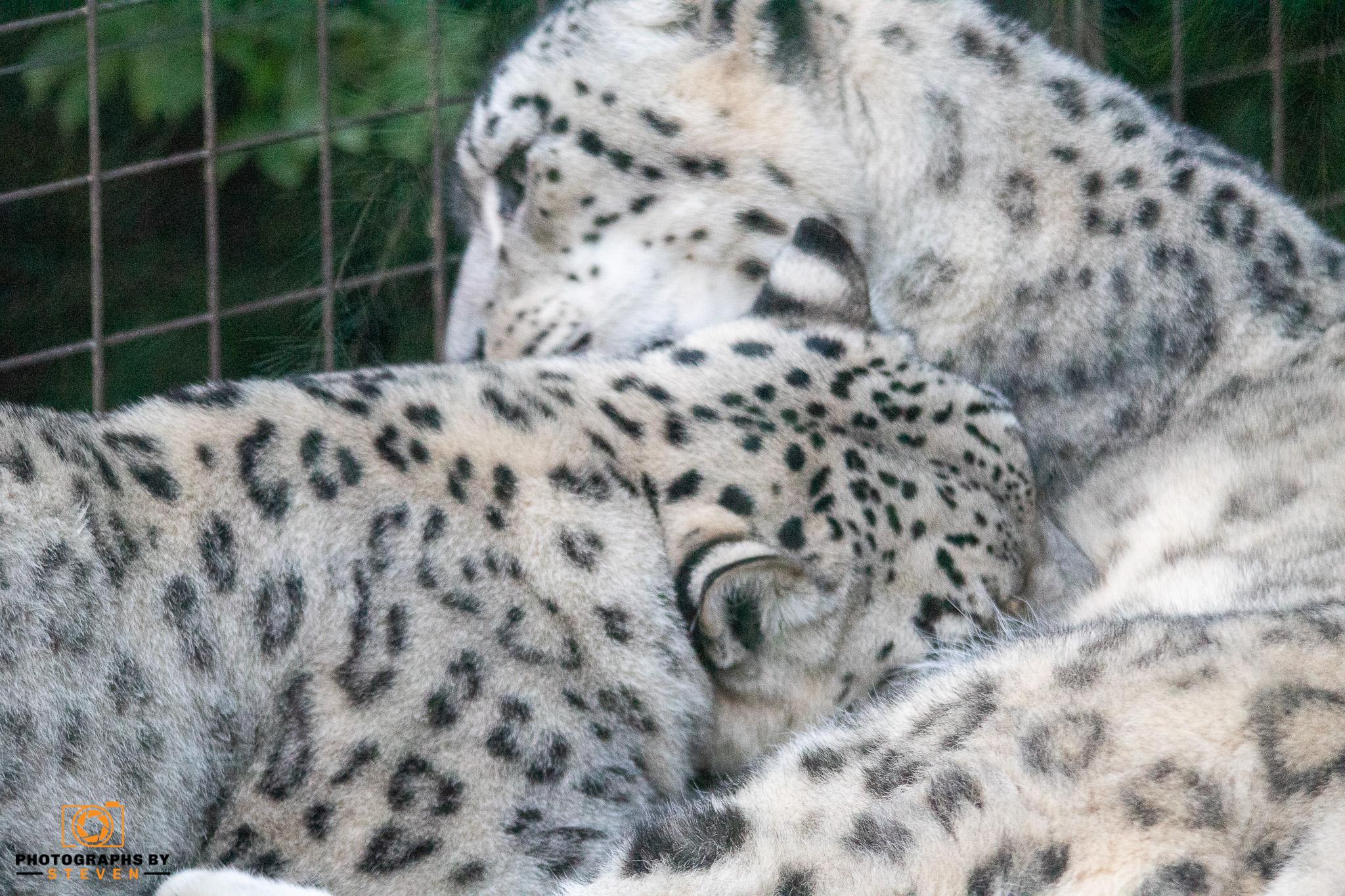 Paradise Wildlife Park Summer Evening 14