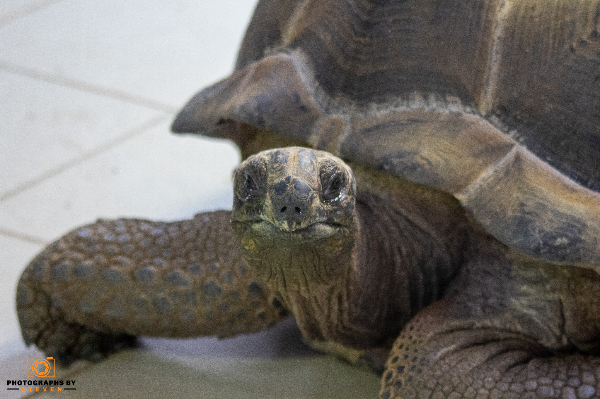 tortoise — photograph by Steven