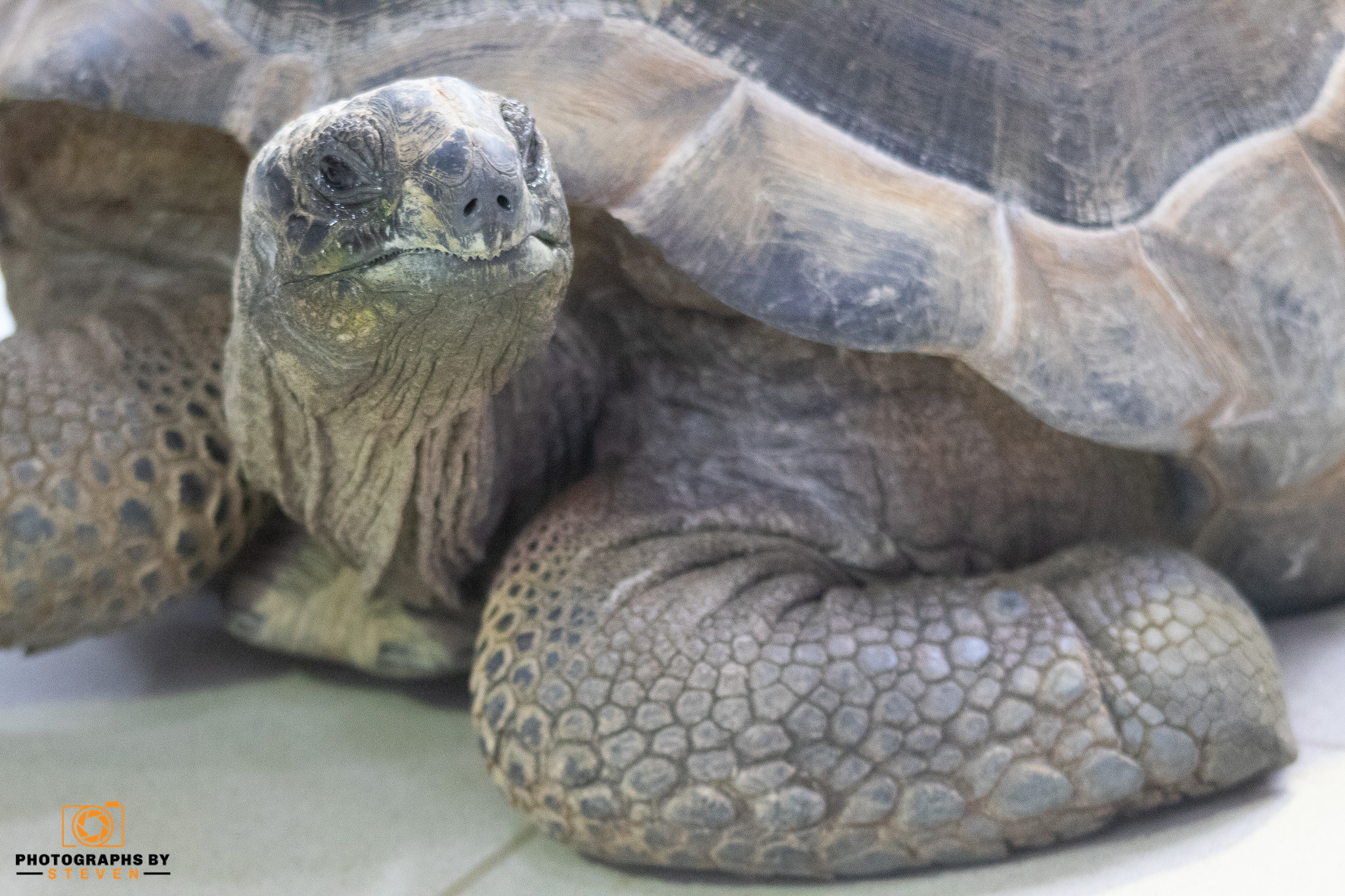 reptile — photograph by Steven