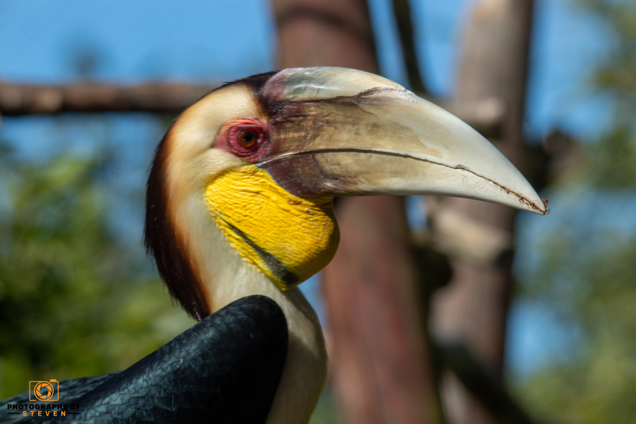 hornbill — photograph by Steven