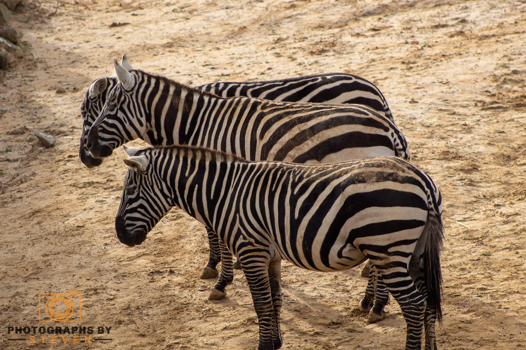 zebra — photograph by Steven