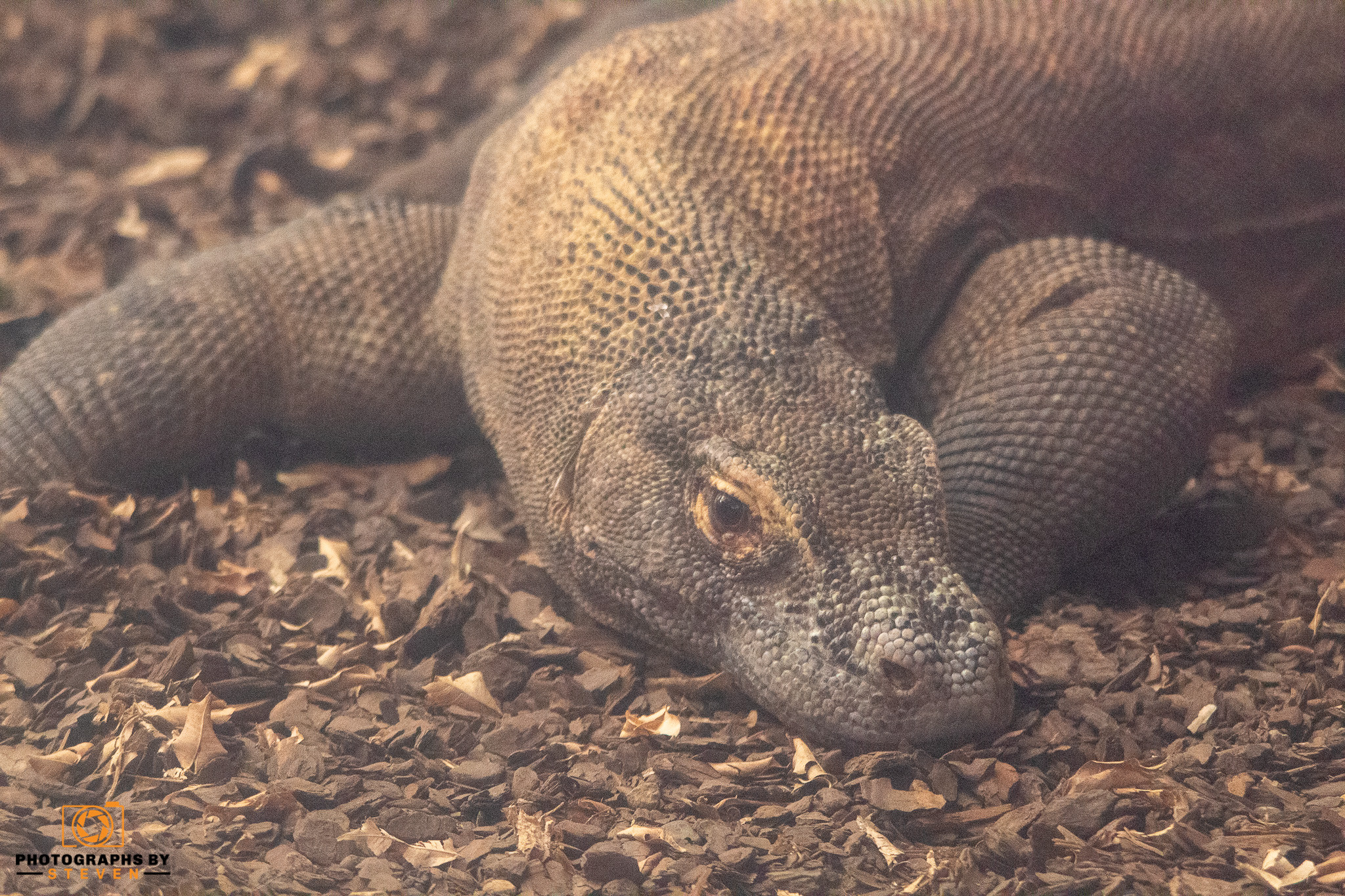 dragon — photograph by Steven