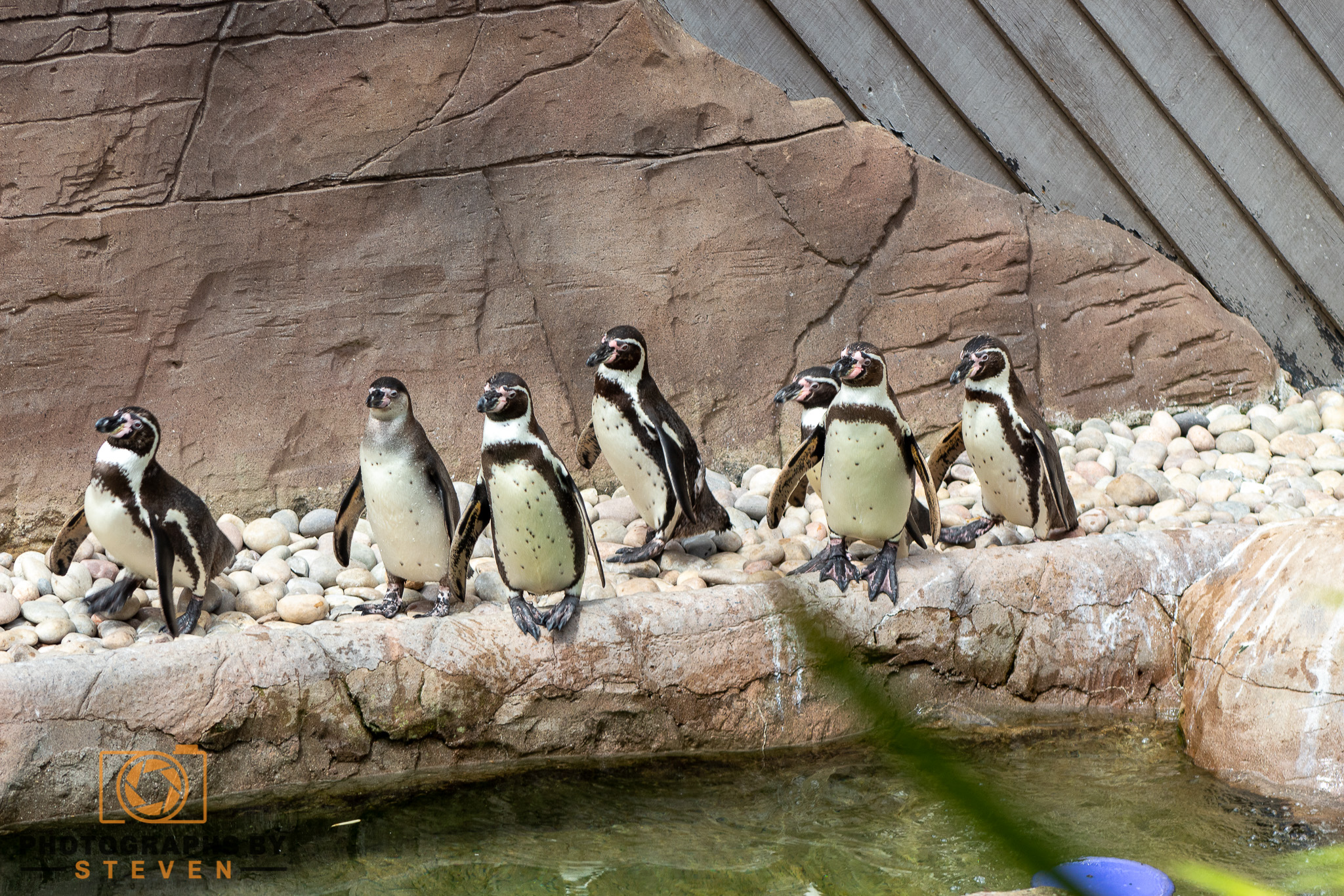 zoo — photograph by Steven
