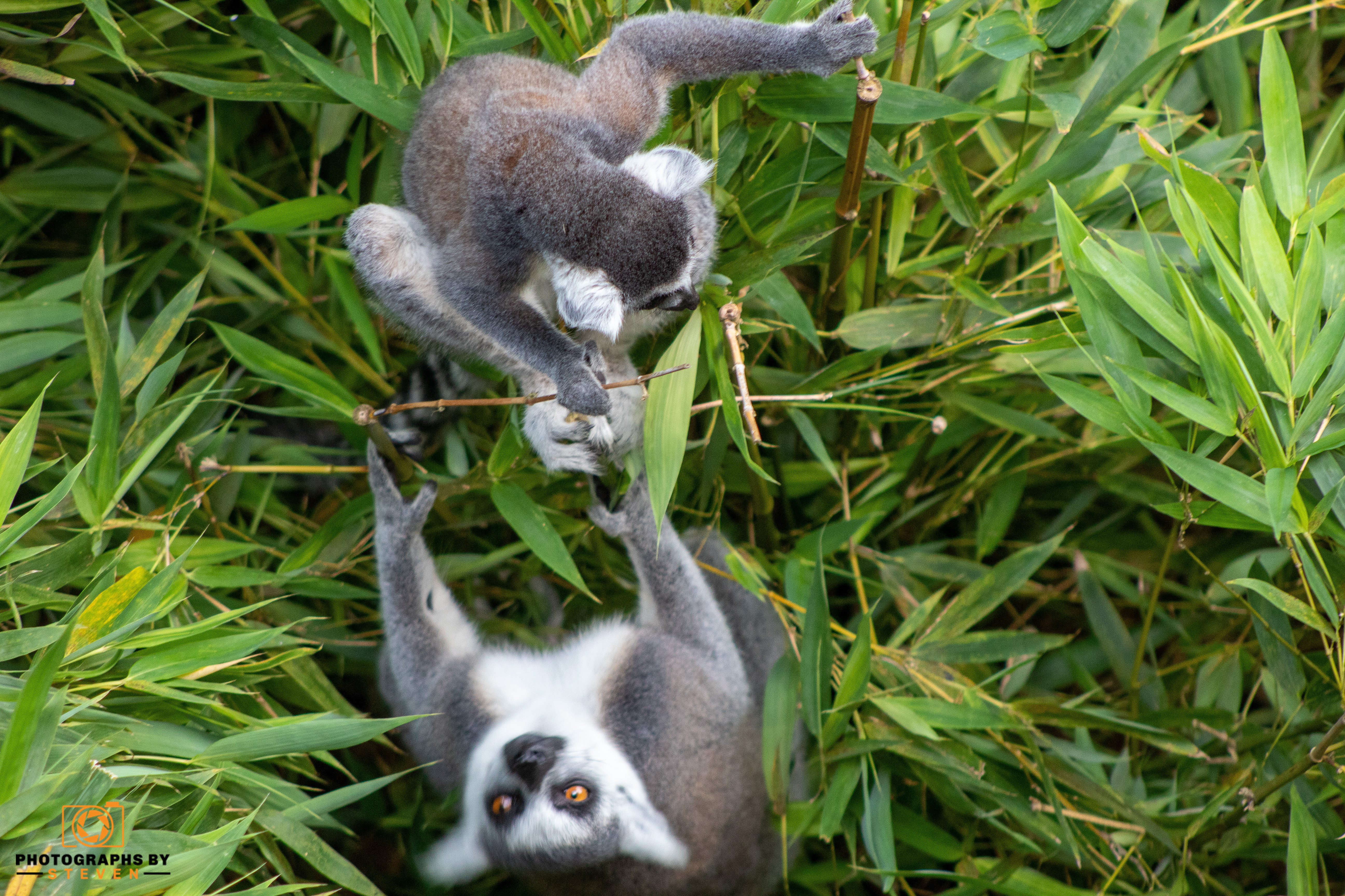 wildlife — photograph by Steven