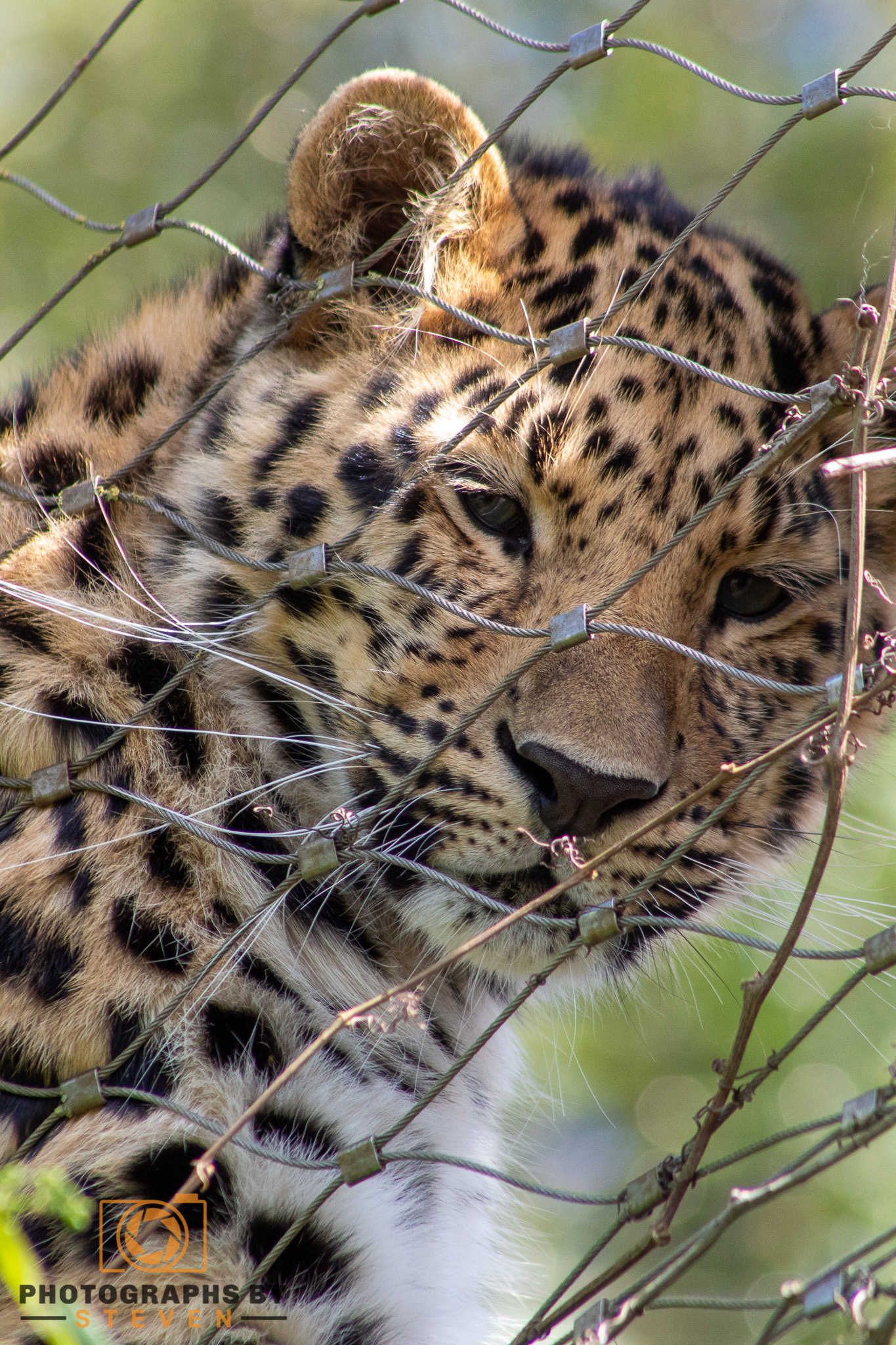 leopard — photograph by Steven