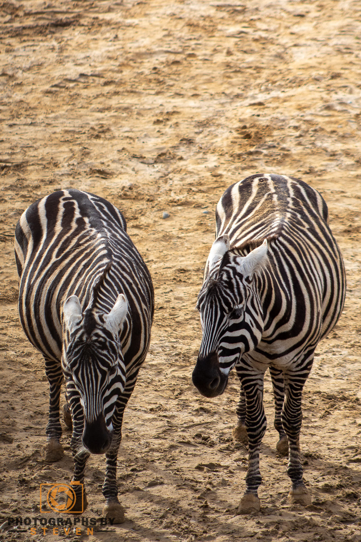 zebra — photograph by Steven