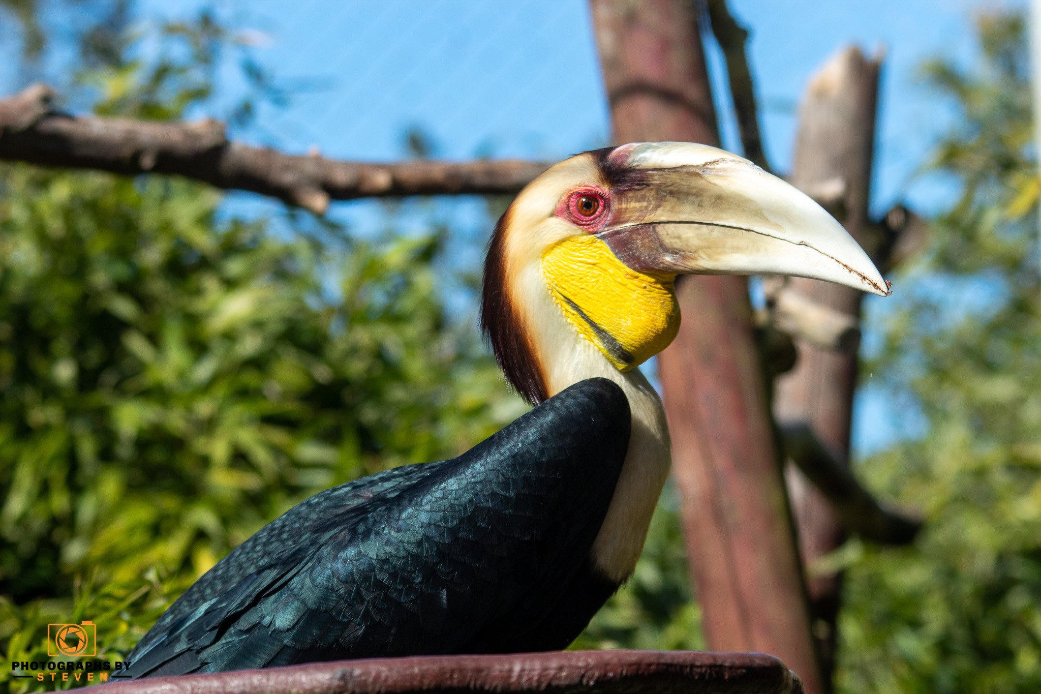 toucan — photograph by Steven
