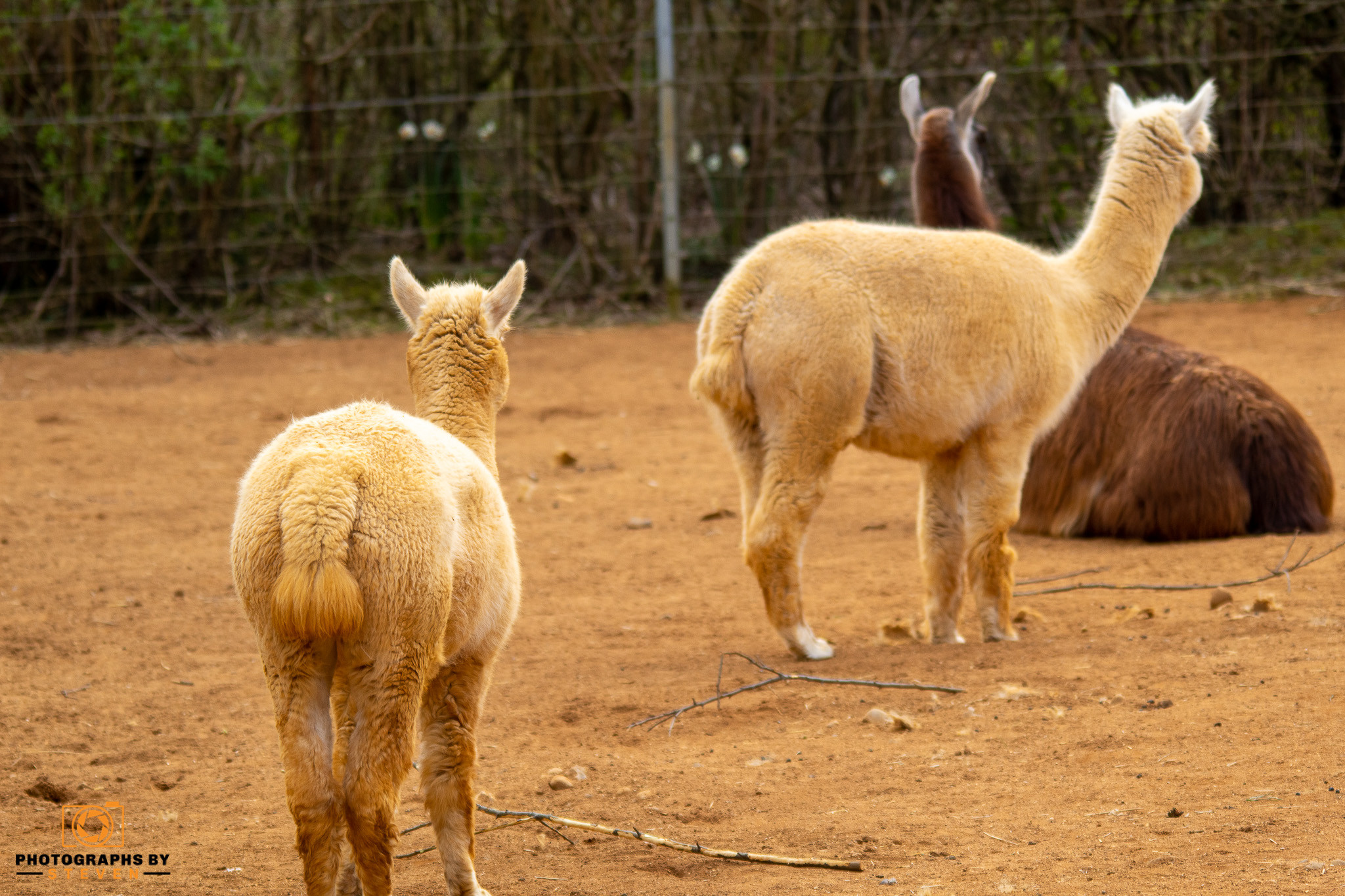 llama — photograph by Steven