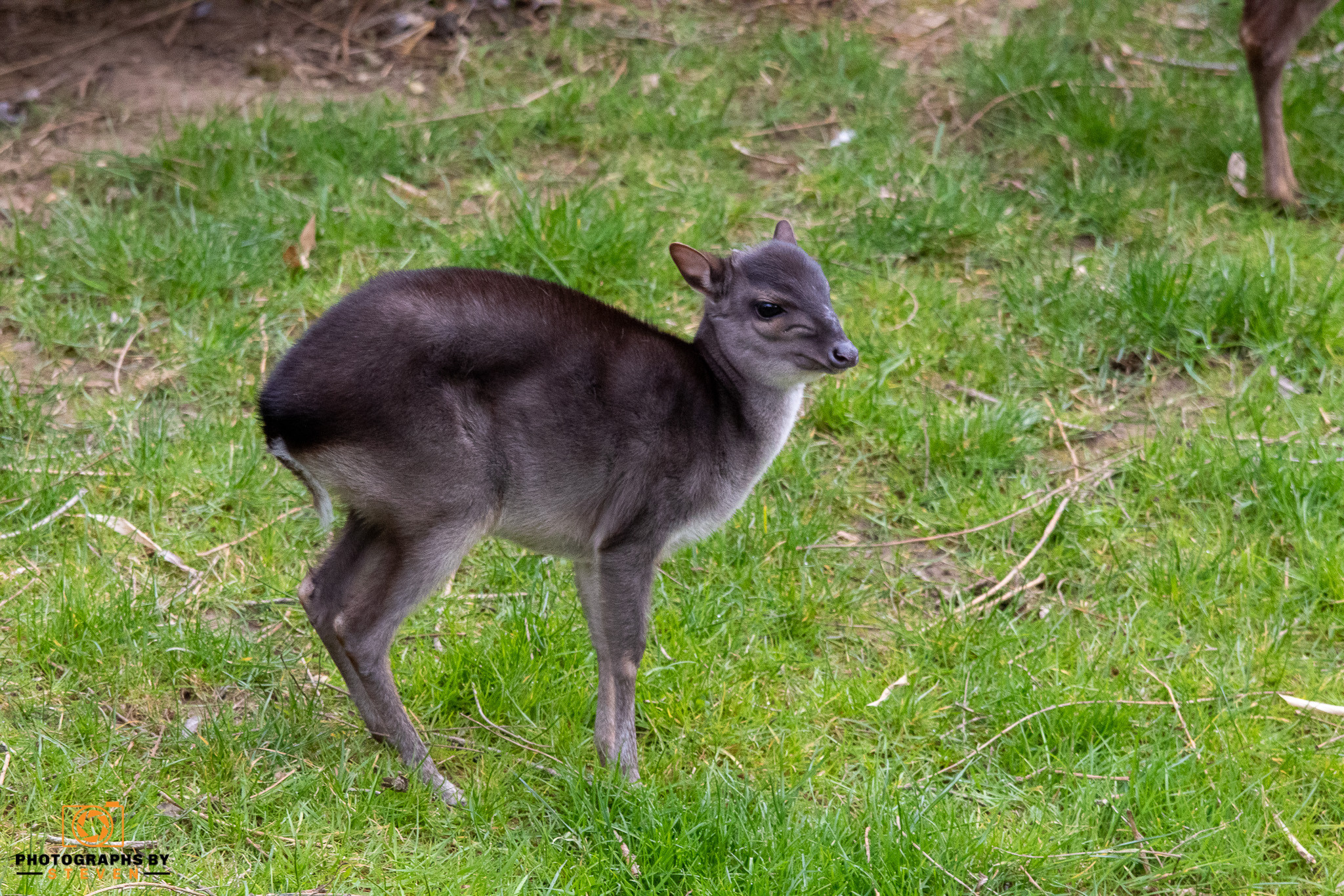 mammal — photograph by Steven