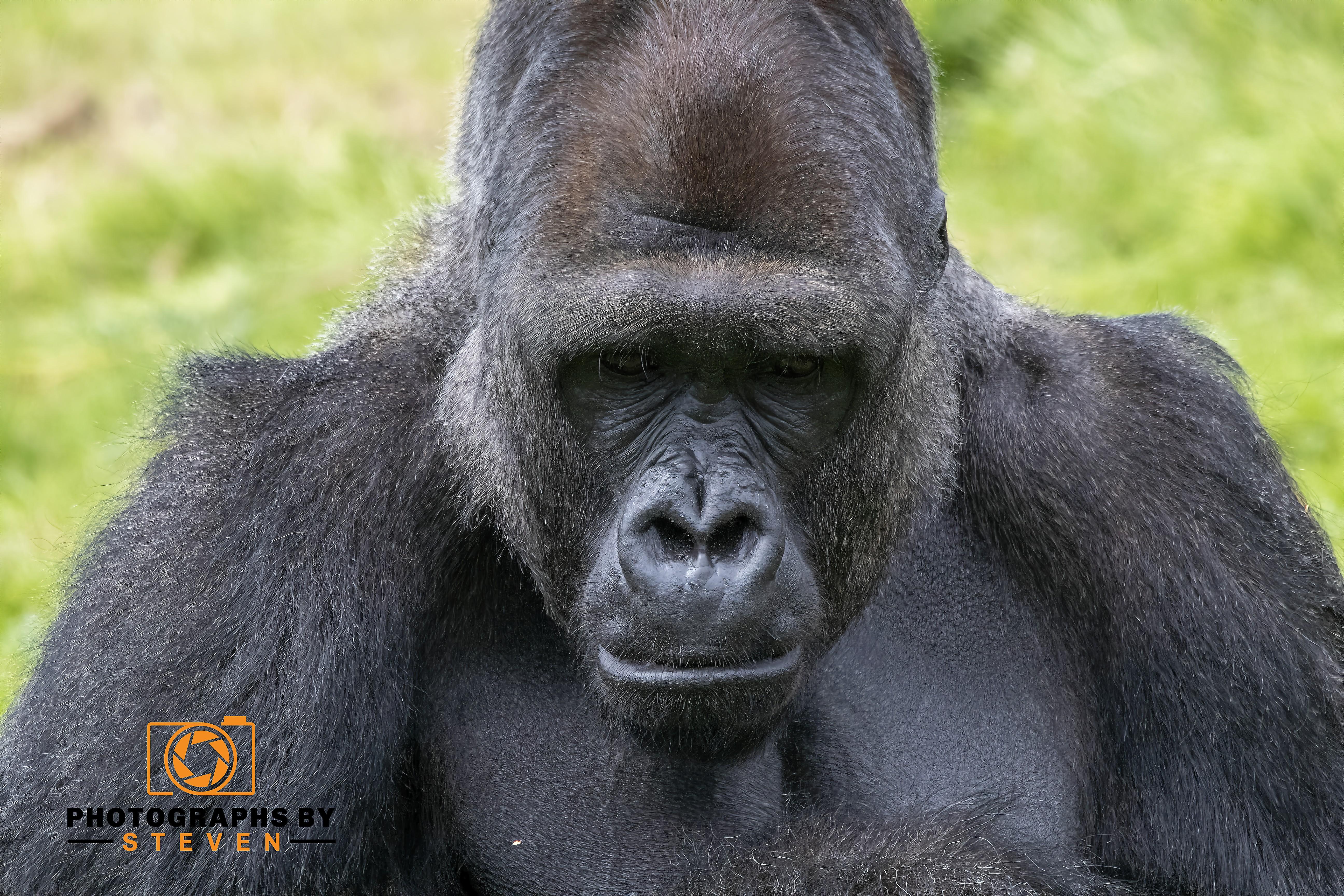 Gorilla 1