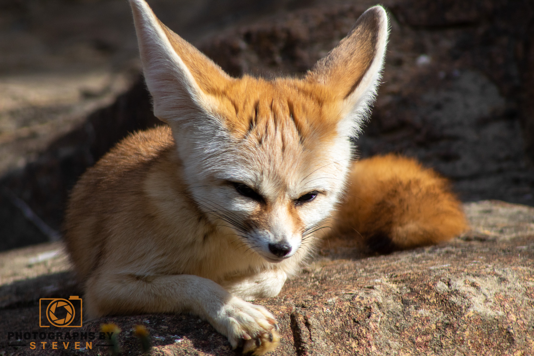fennec fox — photograph by Steven