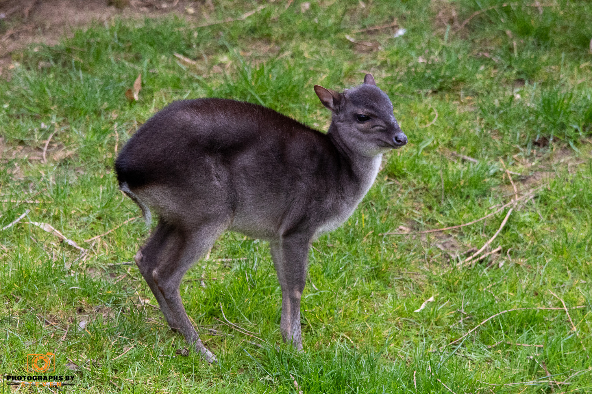 deer — photograph by Steven