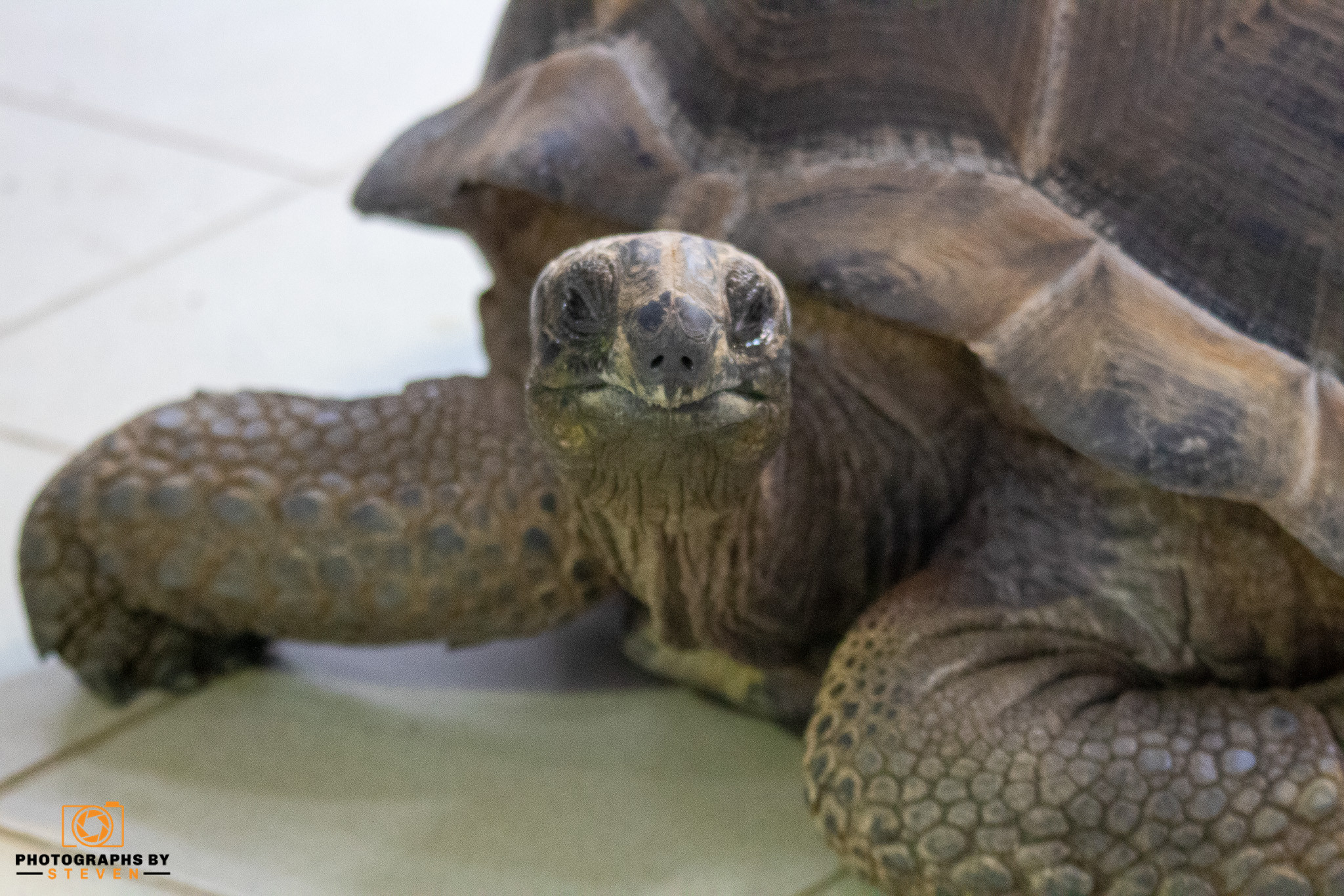 reptile — photograph by Steven
