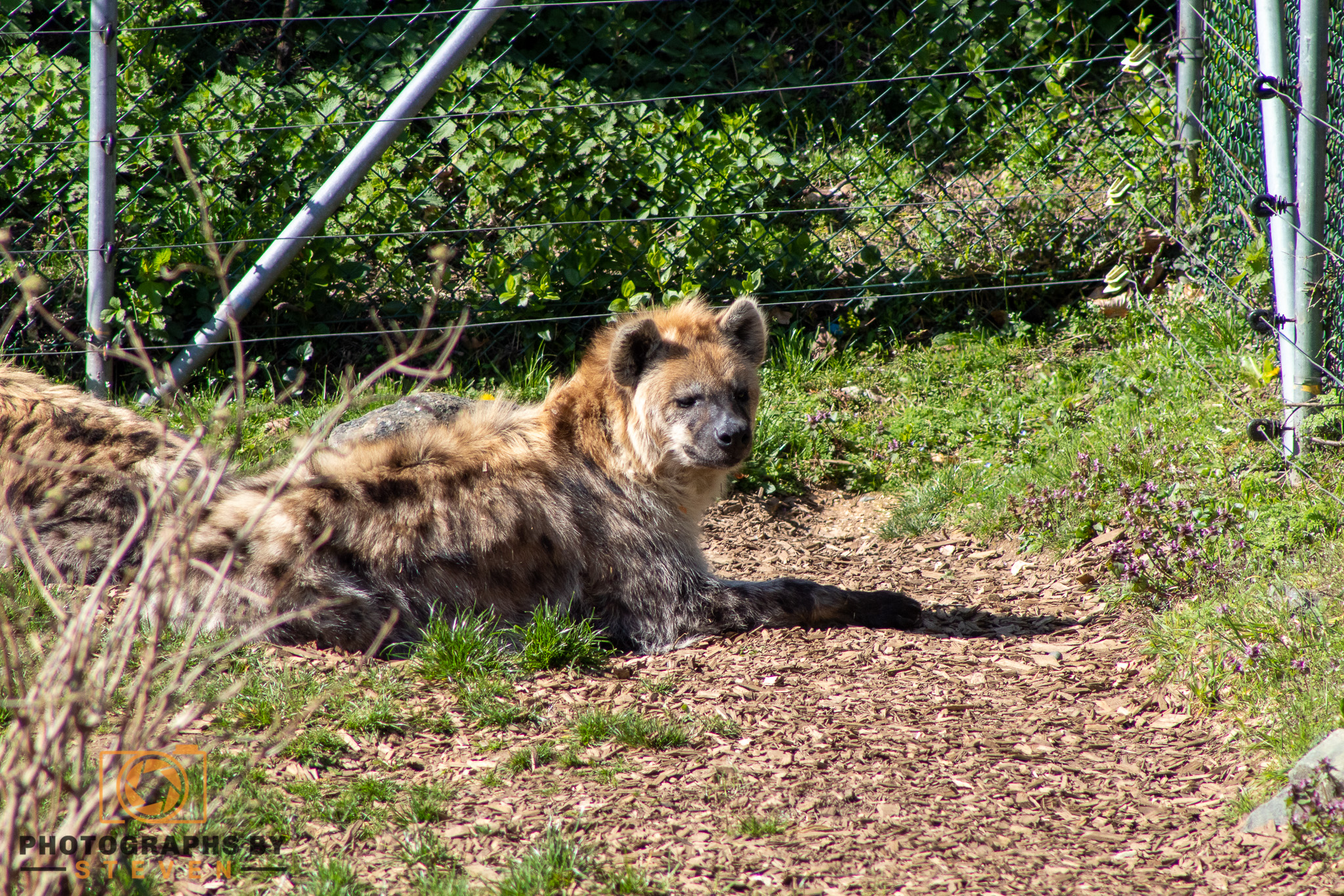 hyena — photograph by Steven