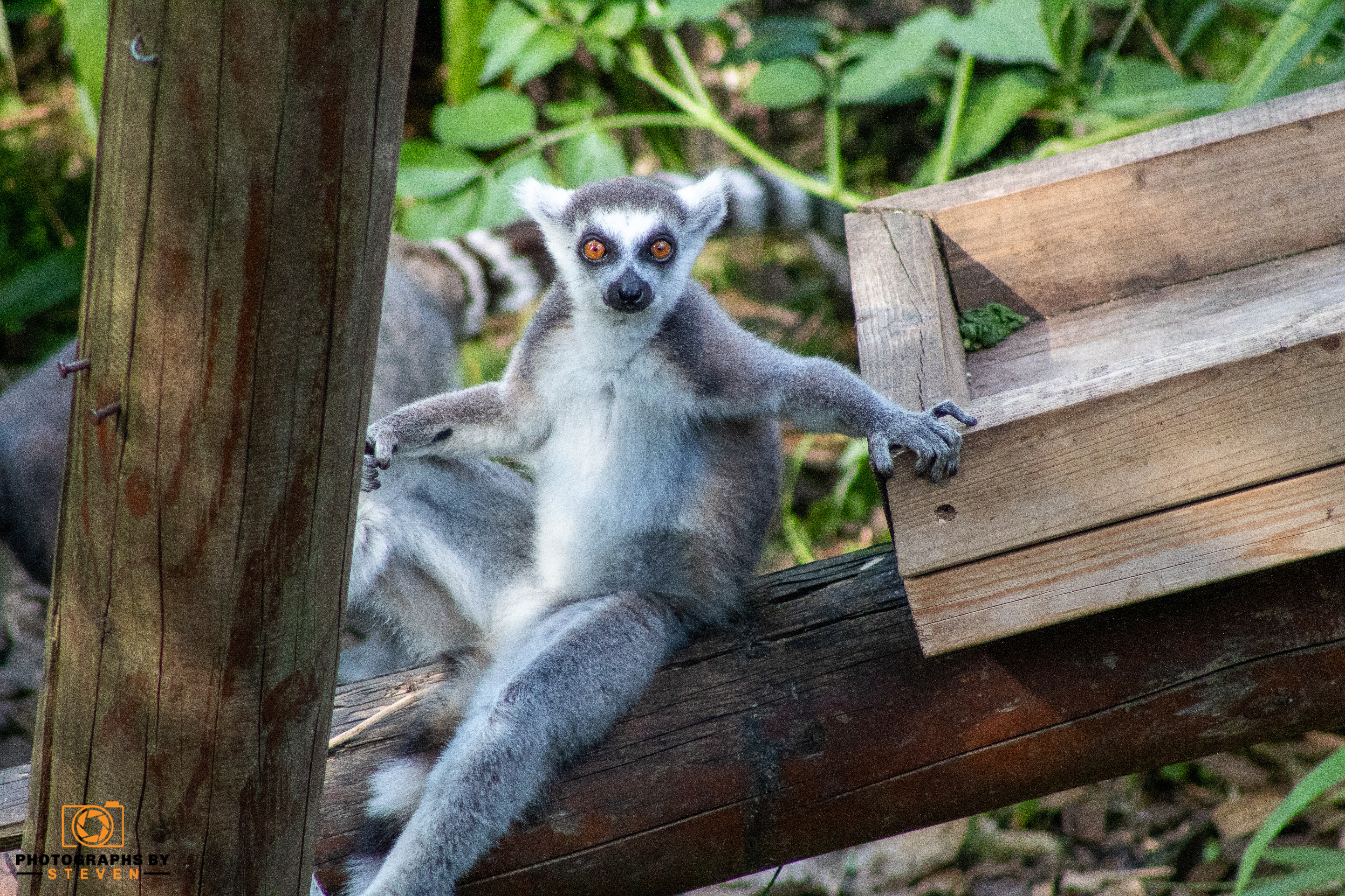 lemur — photograph by Steven