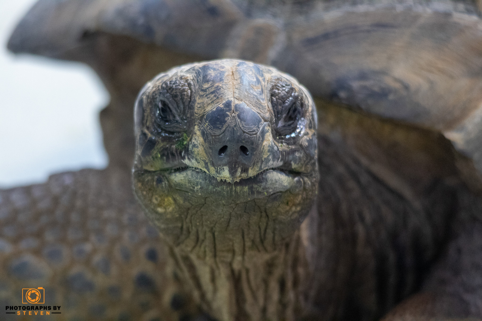 turtle — photograph by Steven