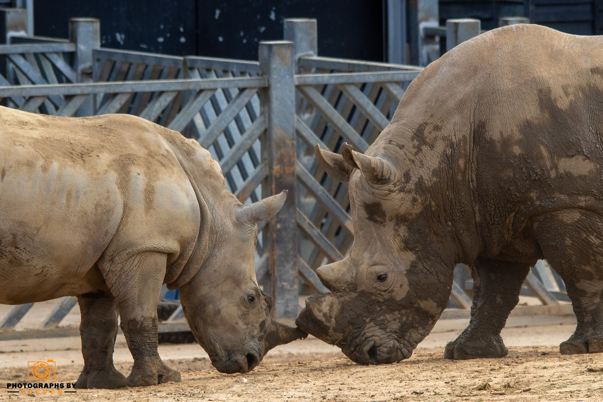 rhino — photograph by Steven