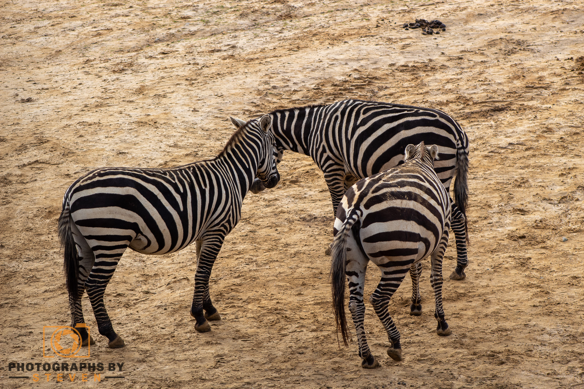 zebra — photograph by Steven