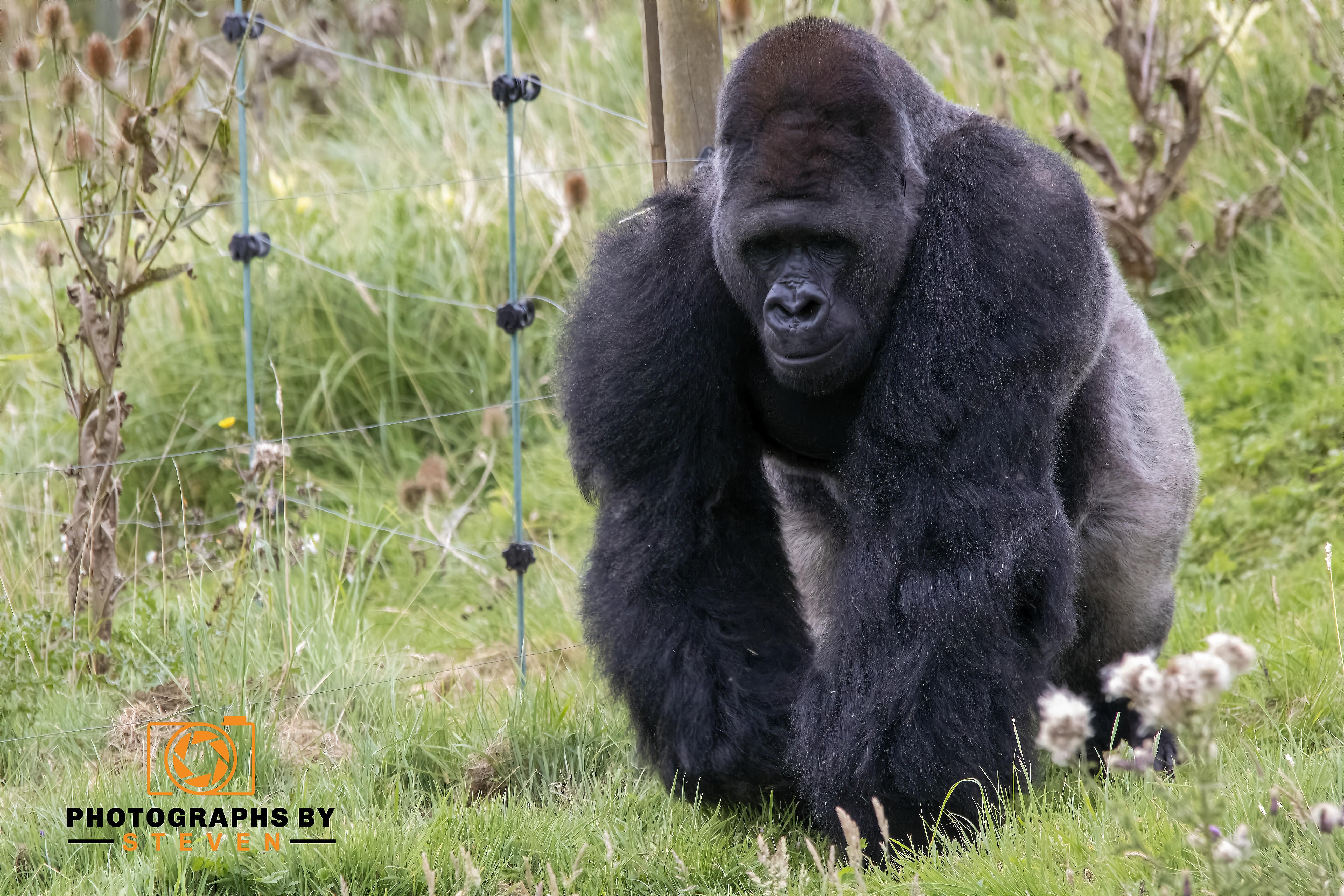 Gorilla 9