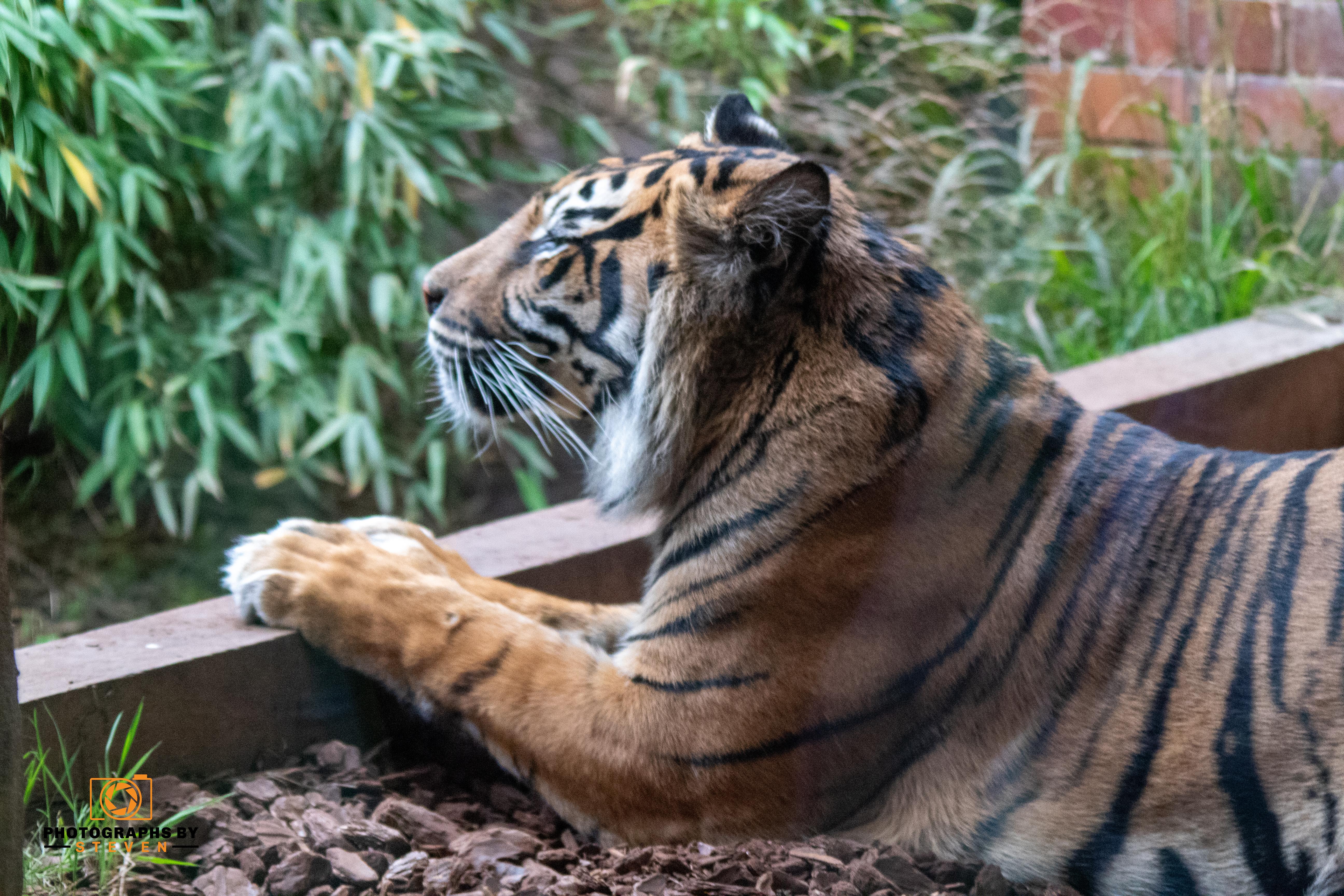 London Zoo 10112024 Watermark 114