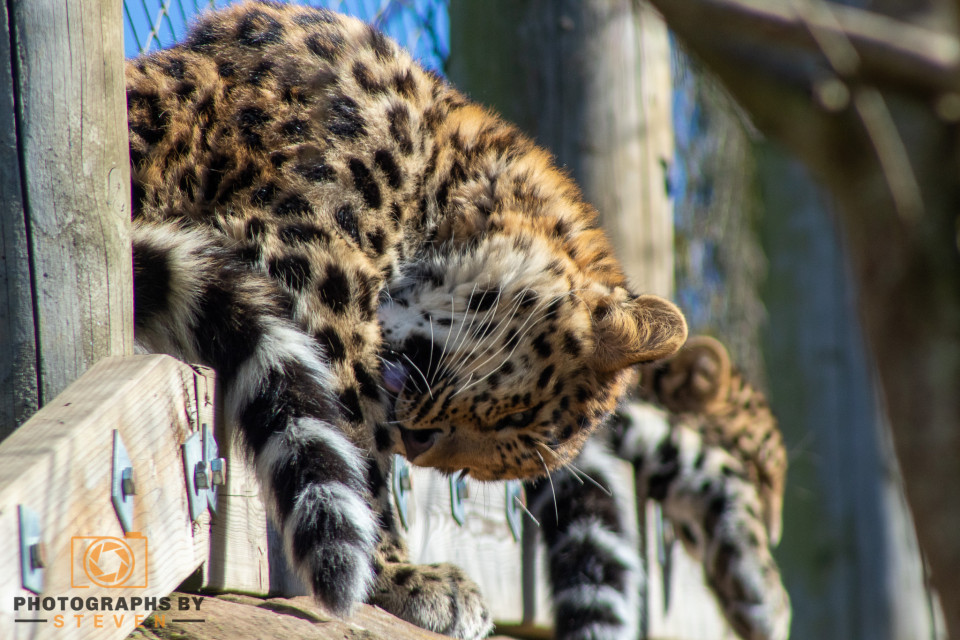 Animals photography album