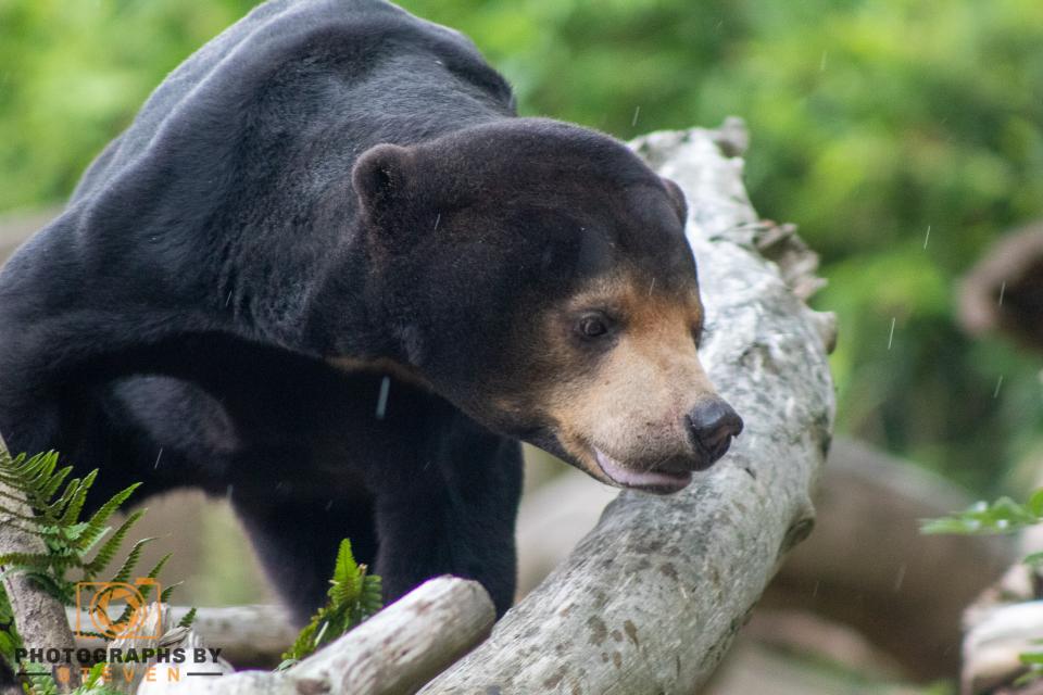 Bears