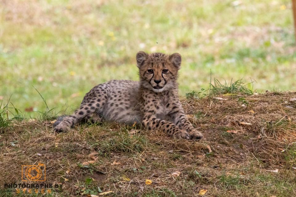 Cheetahs