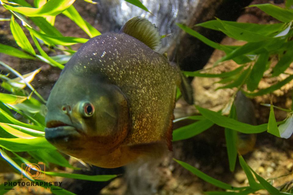 Fish