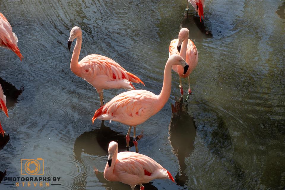 Flamingos