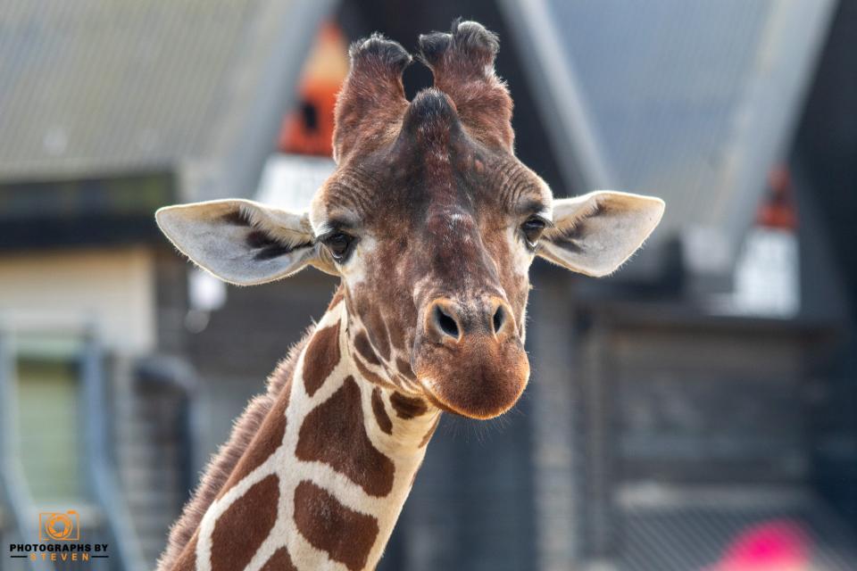 Giraffes